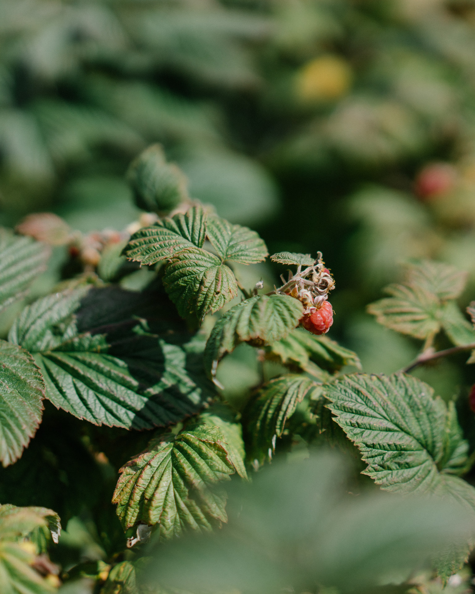 Wild berries are common on the hills of the country