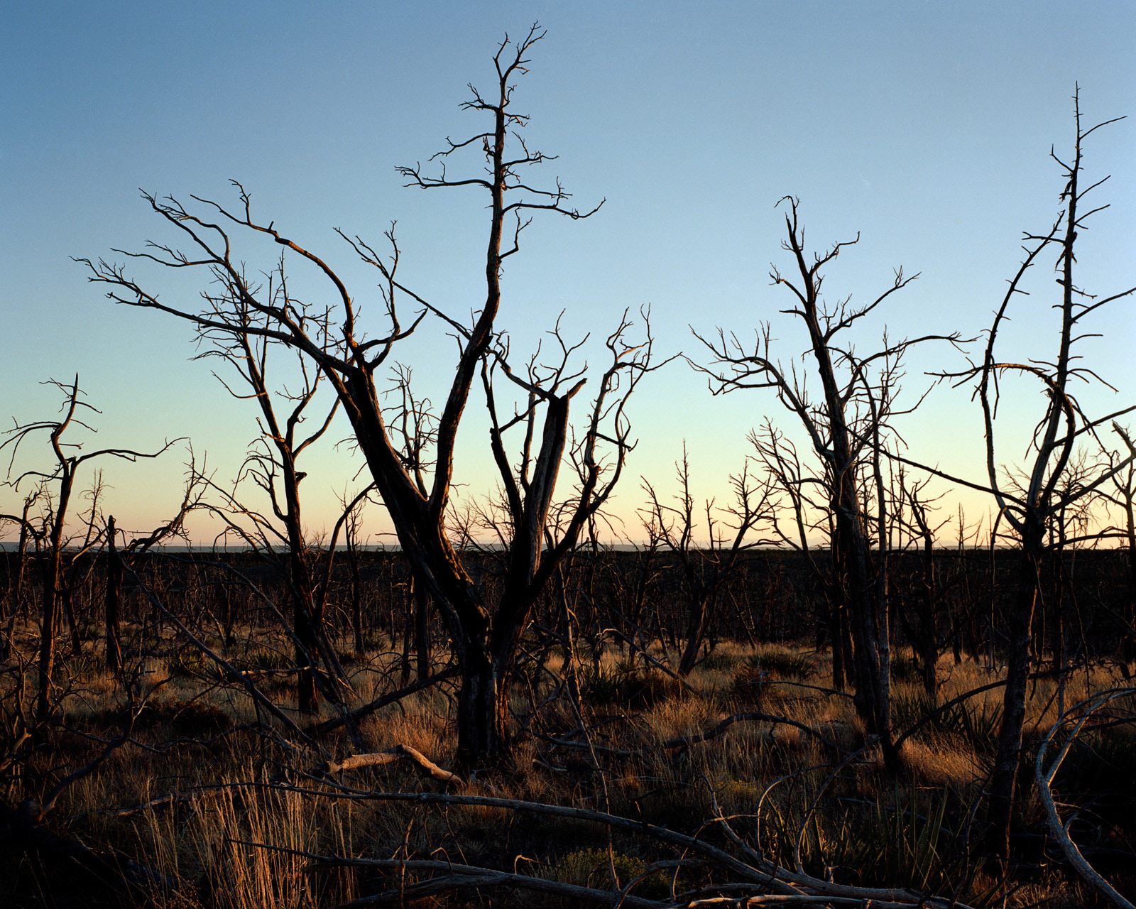 Mesa Verde National Park, Colorado, 2012. In 2012 more than 4000 wildfires burned across the state of Colorado. They caused the death of six people and destroyed 370,000 acres of forest with an estimated loss of 538 million dollars, according to the reports by the Colorado Division of Fire Prevention and Control