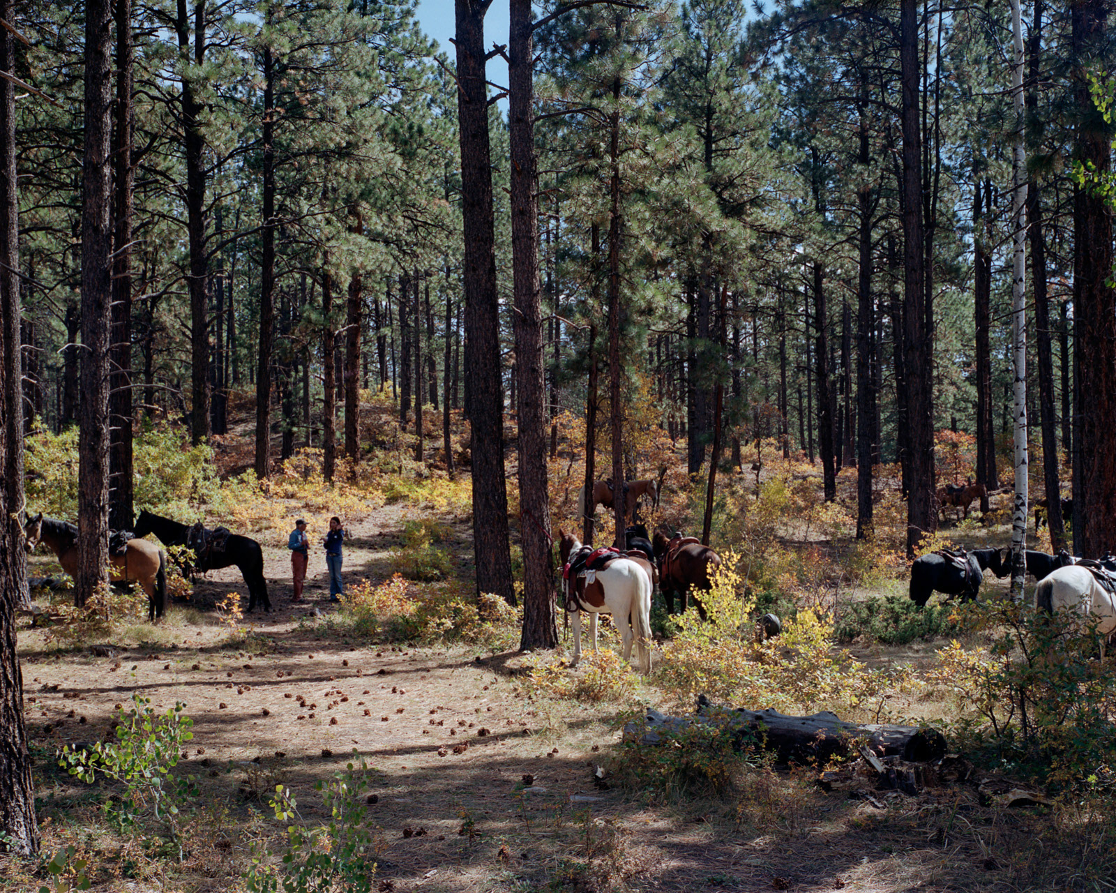 Durango, Colorado, 2012. Every year in October the city of Durango hosts the biggest cowboy gathering of Colorado. Concerts, horse ridings and other events are held to celebrate and keep alive the western spirit