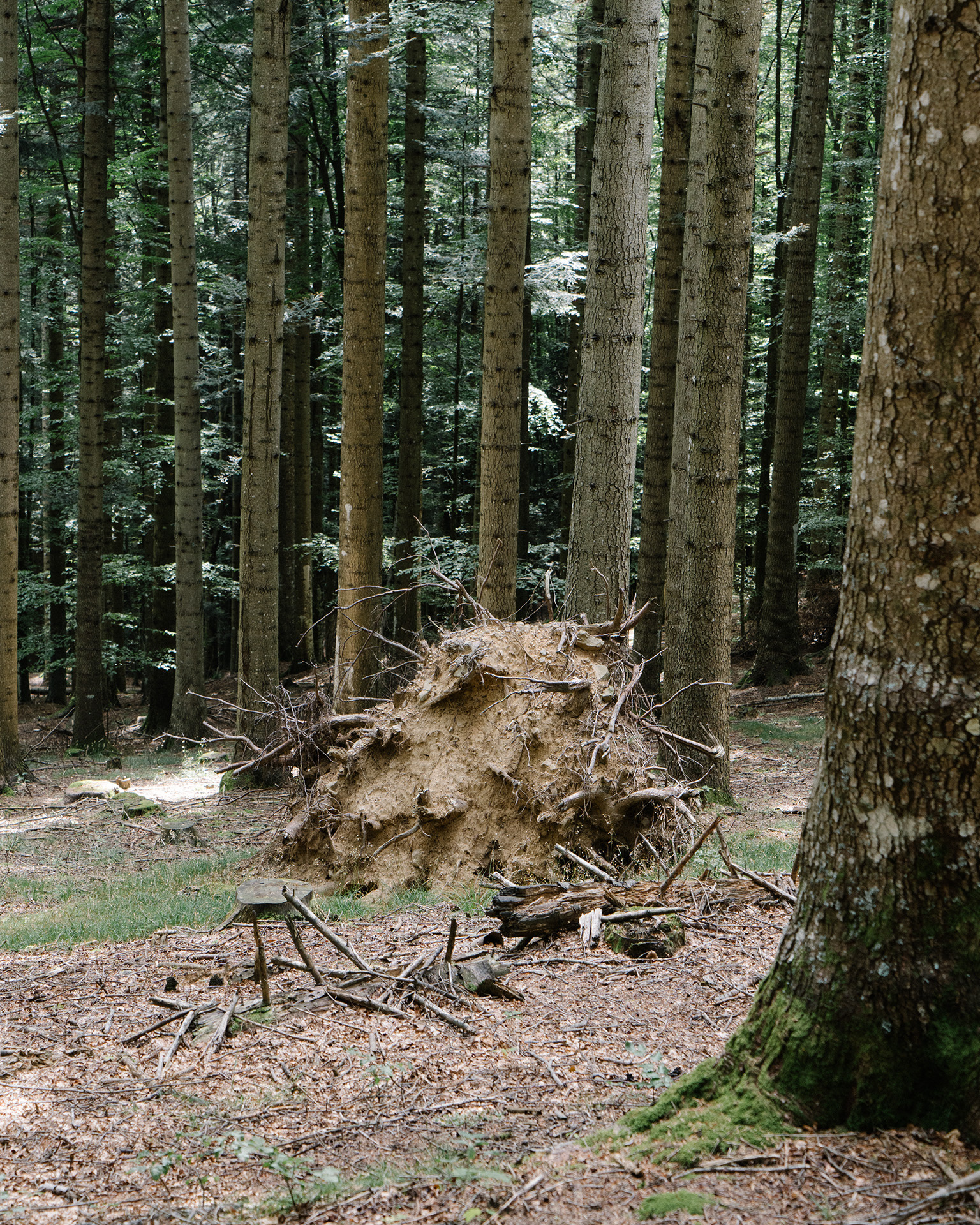 The remains of a fallen tree