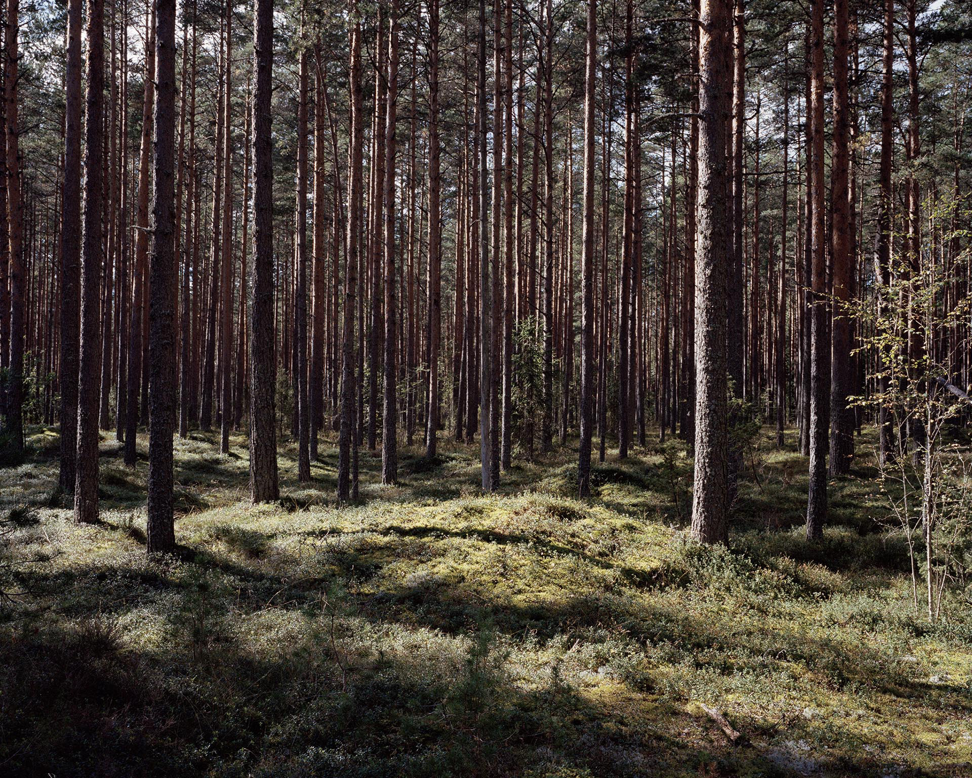 Spruce pine forests near the shores of Peipsi lake