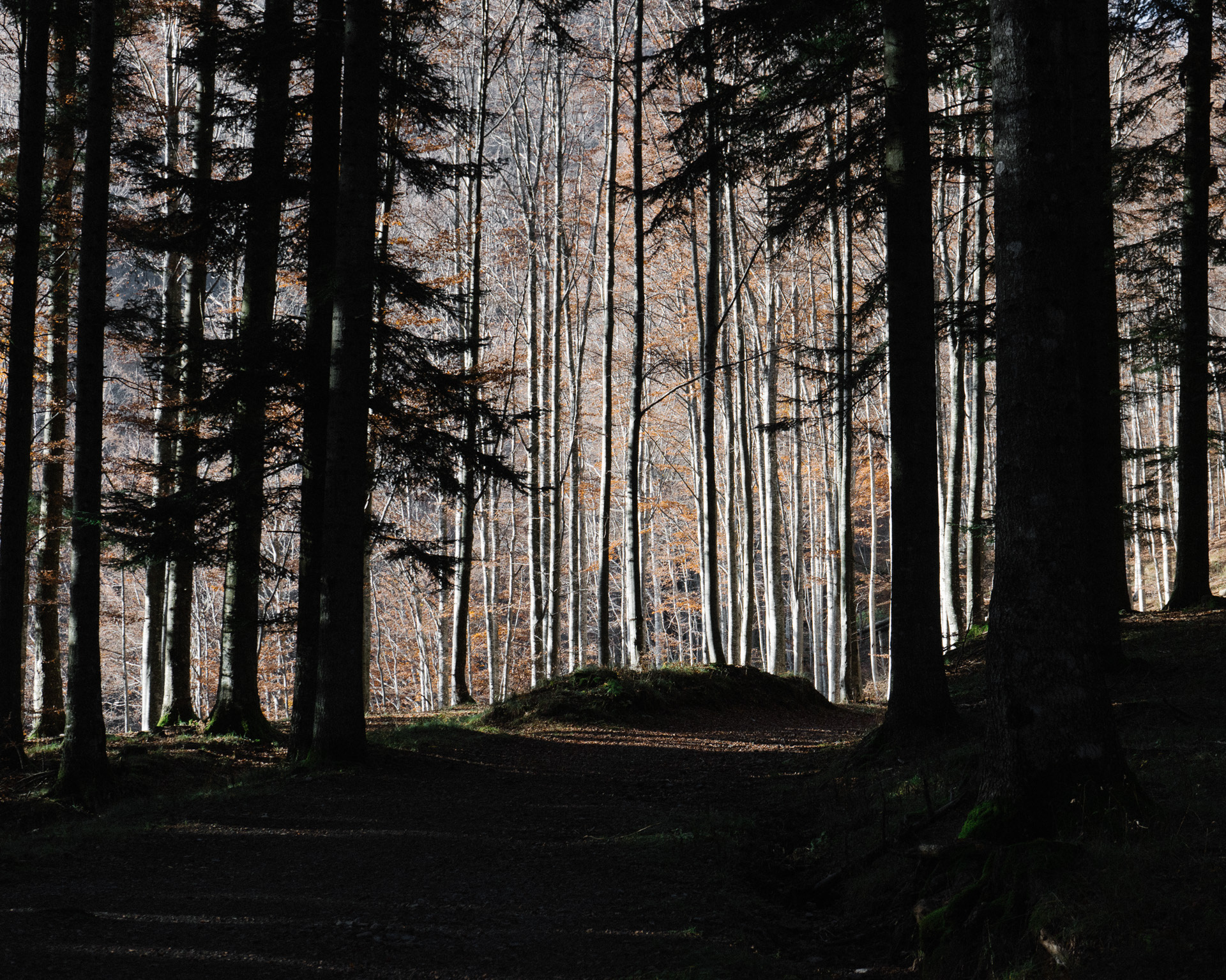Beech wood forests sorrounding Mapsulon