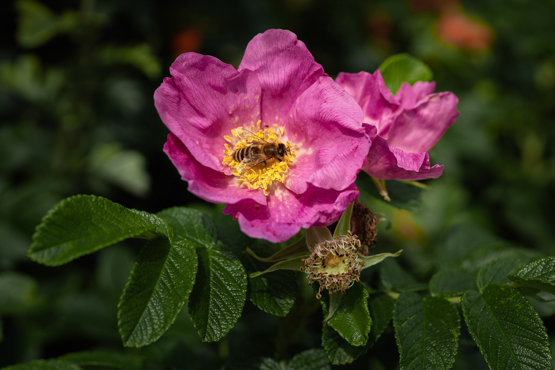 Bee on a Rugosa Rose
