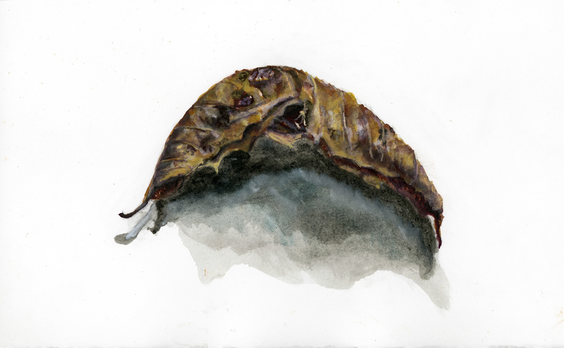 ‘Leaf 11’ ink & Acrylic on paper, 2024