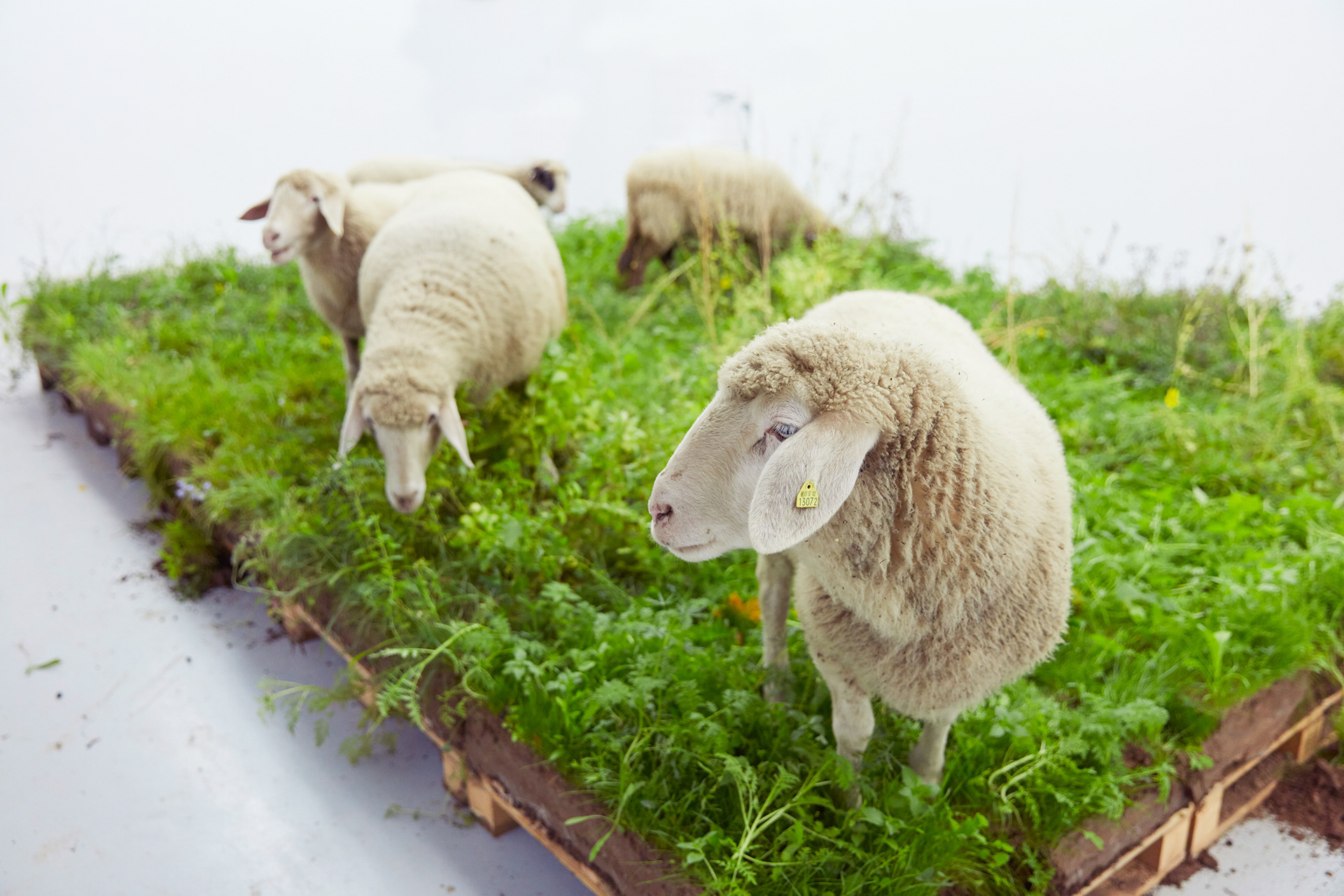 Das große Rasenstück, 2020, installation featuring Euro pallets, soil, wildflower seeds and a live sheep.