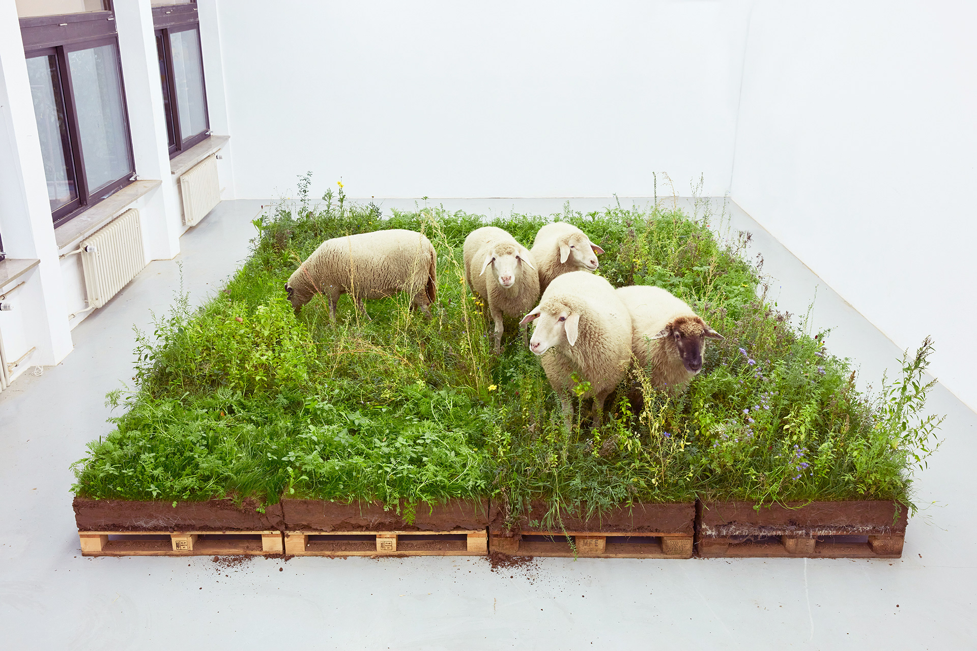 Das große Rasenstück, 2020, installation featuring Euro pallets, soil, wildflower seeds and a live sheep.