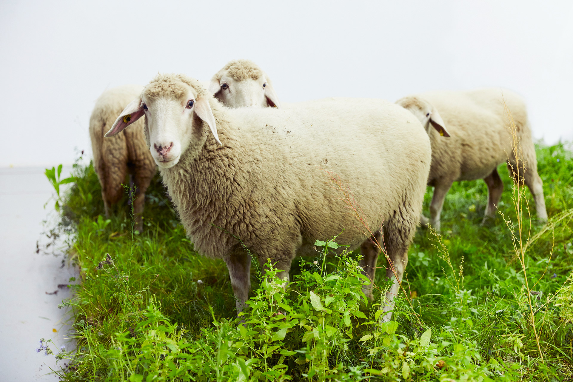 Das große Rasenstück, 2020, installation featuring Euro pallets, soil, wildflower seeds and a live sheep.