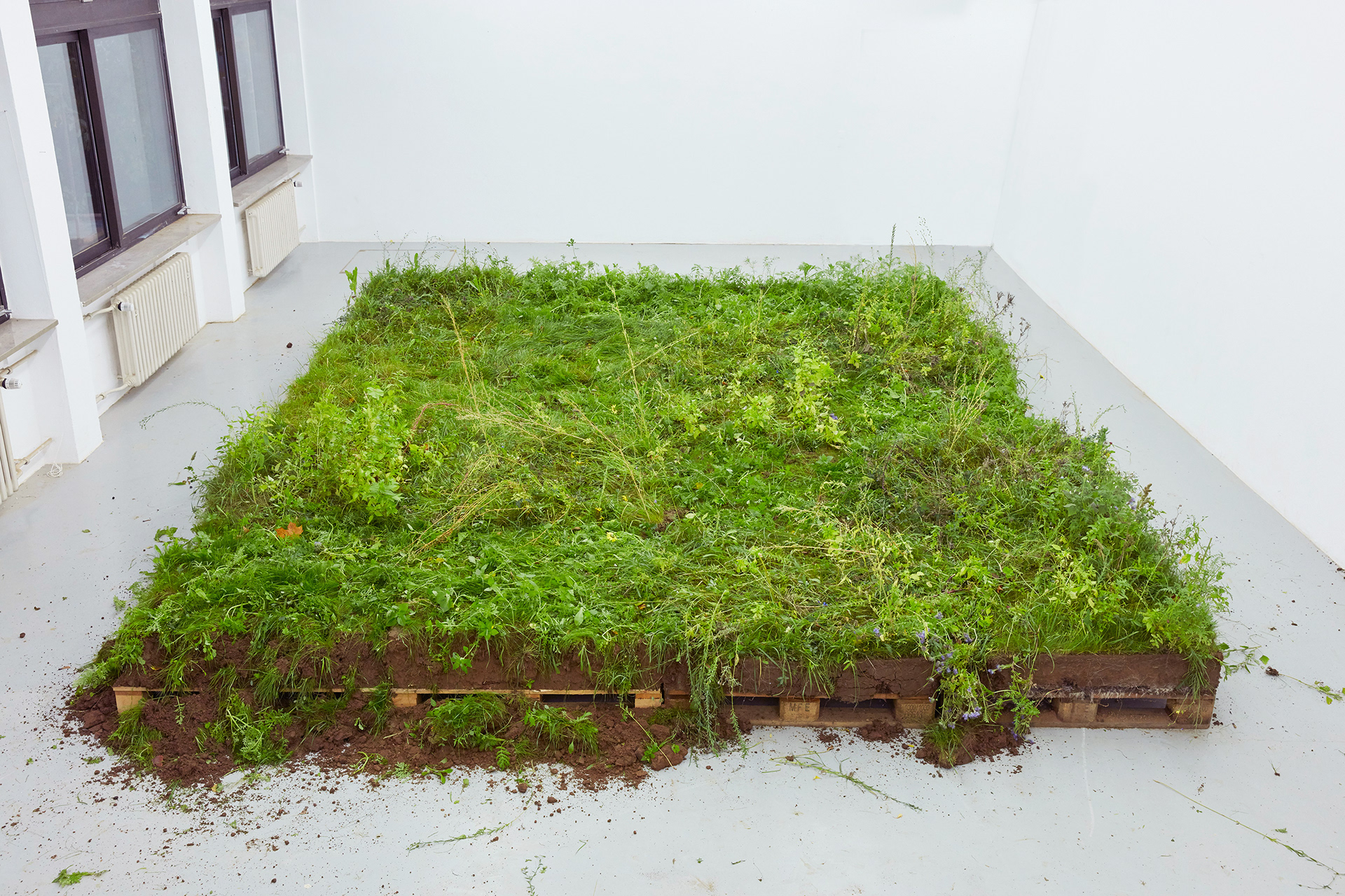 Das große Rasenstück, 2020, installation featuring Euro pallets, soil, wildflower seeds and a live sheep.