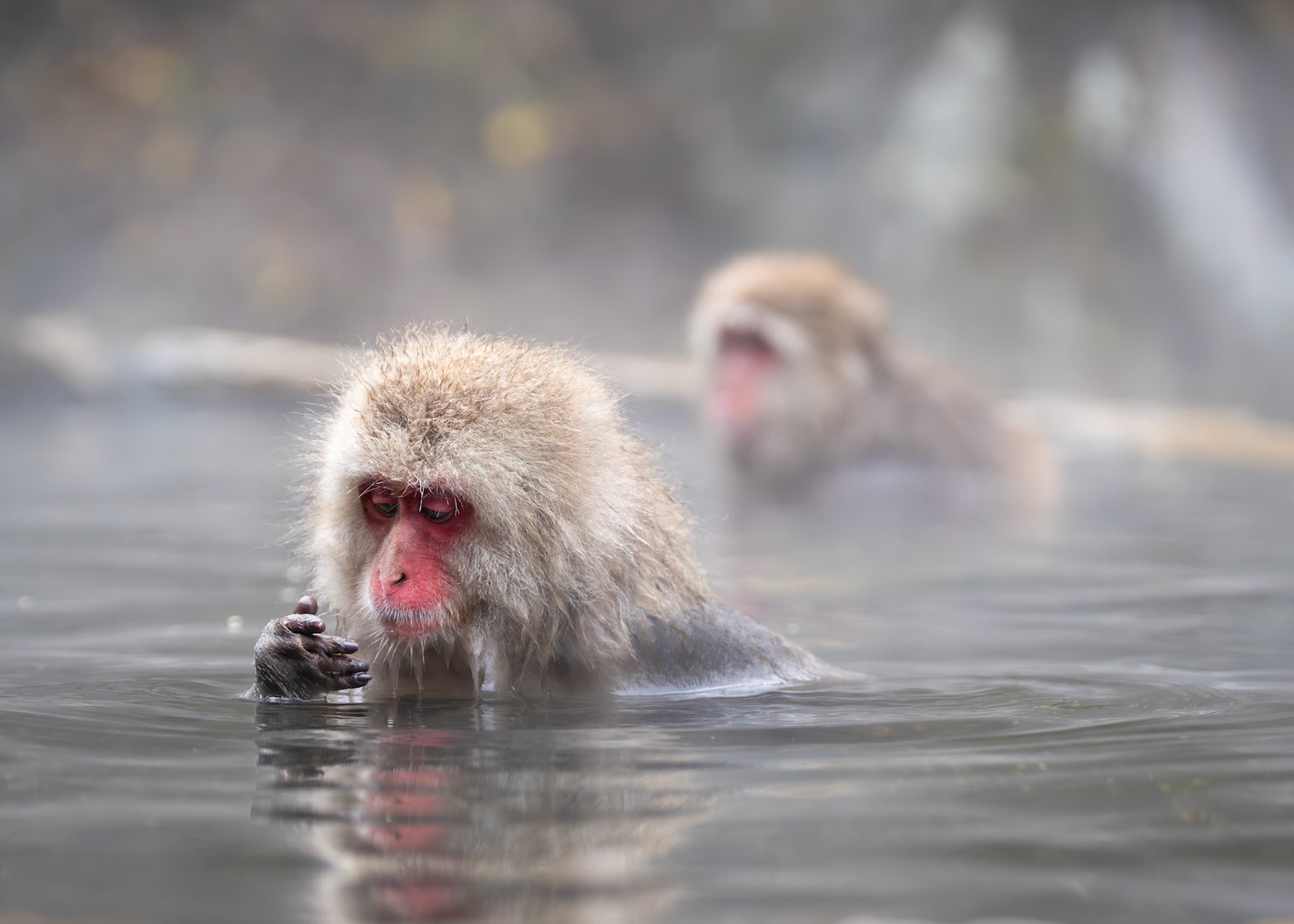 Snow Monkey