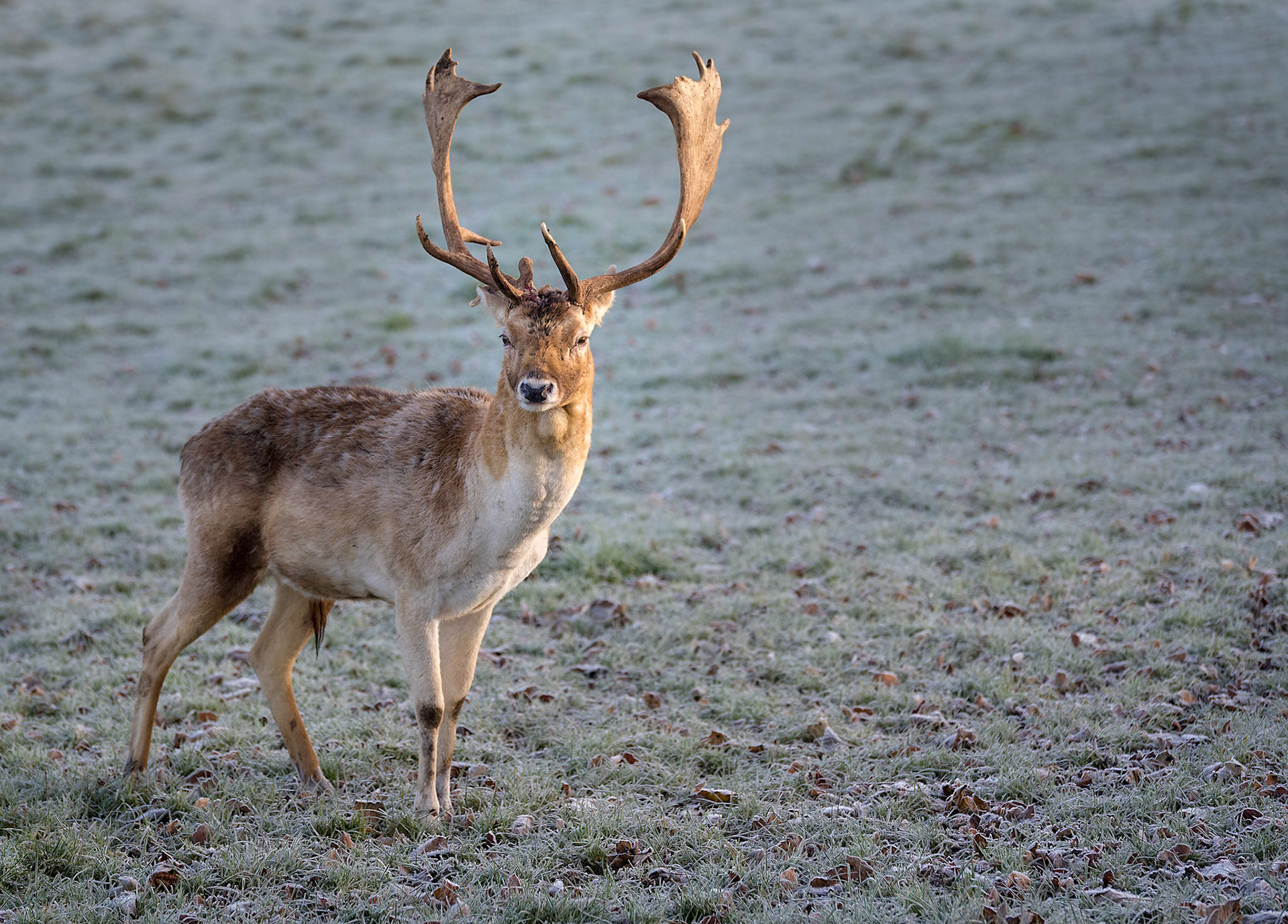 Deer in the Morning Sunlight