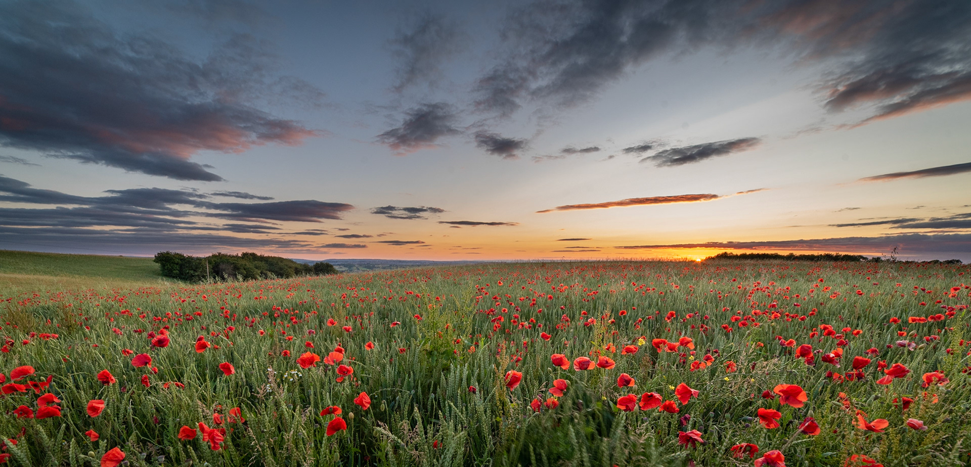 Poppies at Sunset