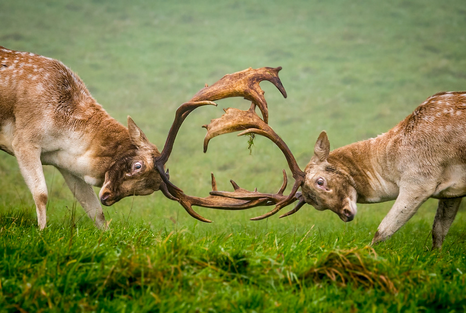 Fighting over the ladies