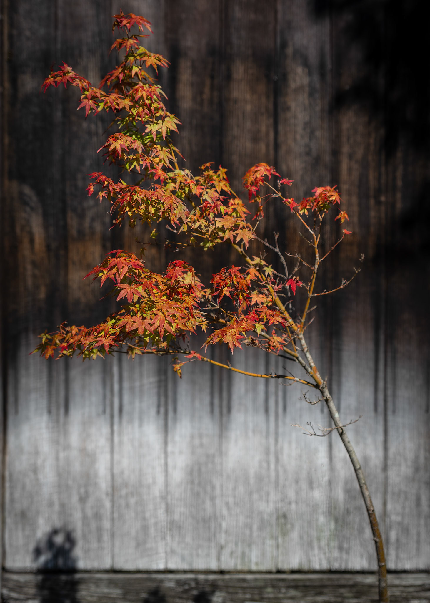 Japanese Acer