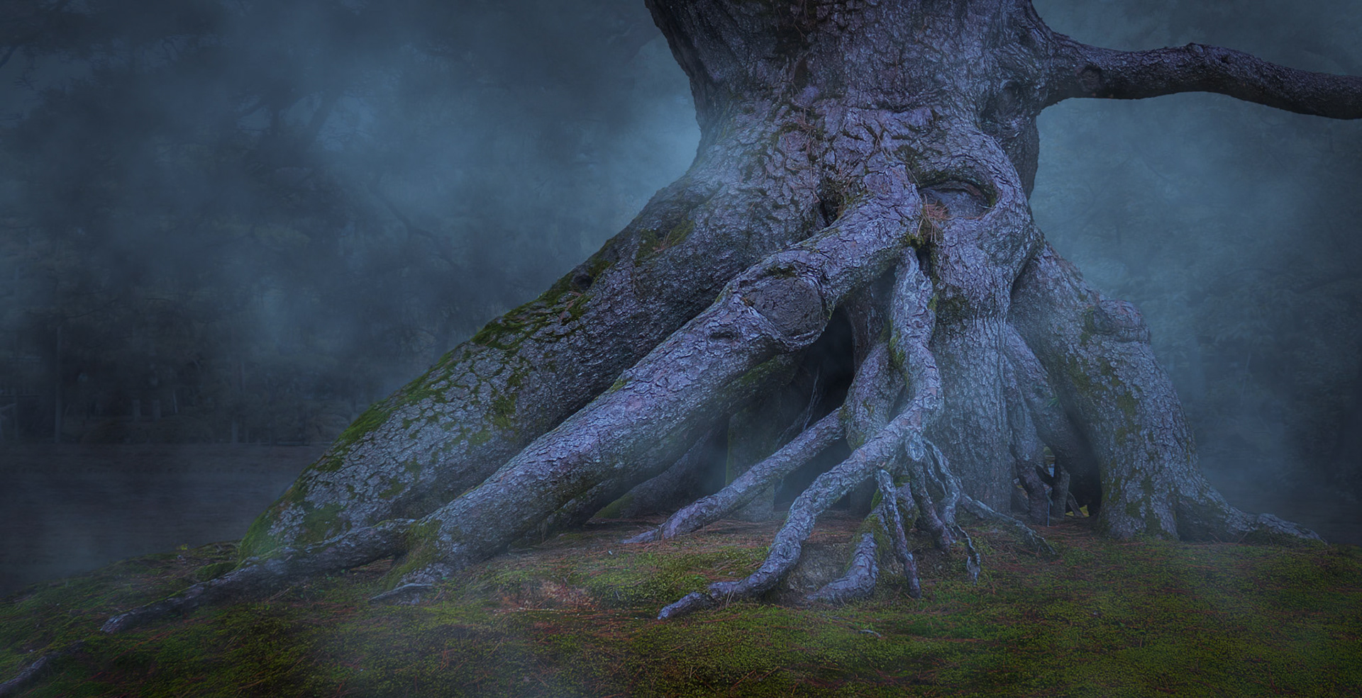 Neagari Matsu Pine Tree in the Mist