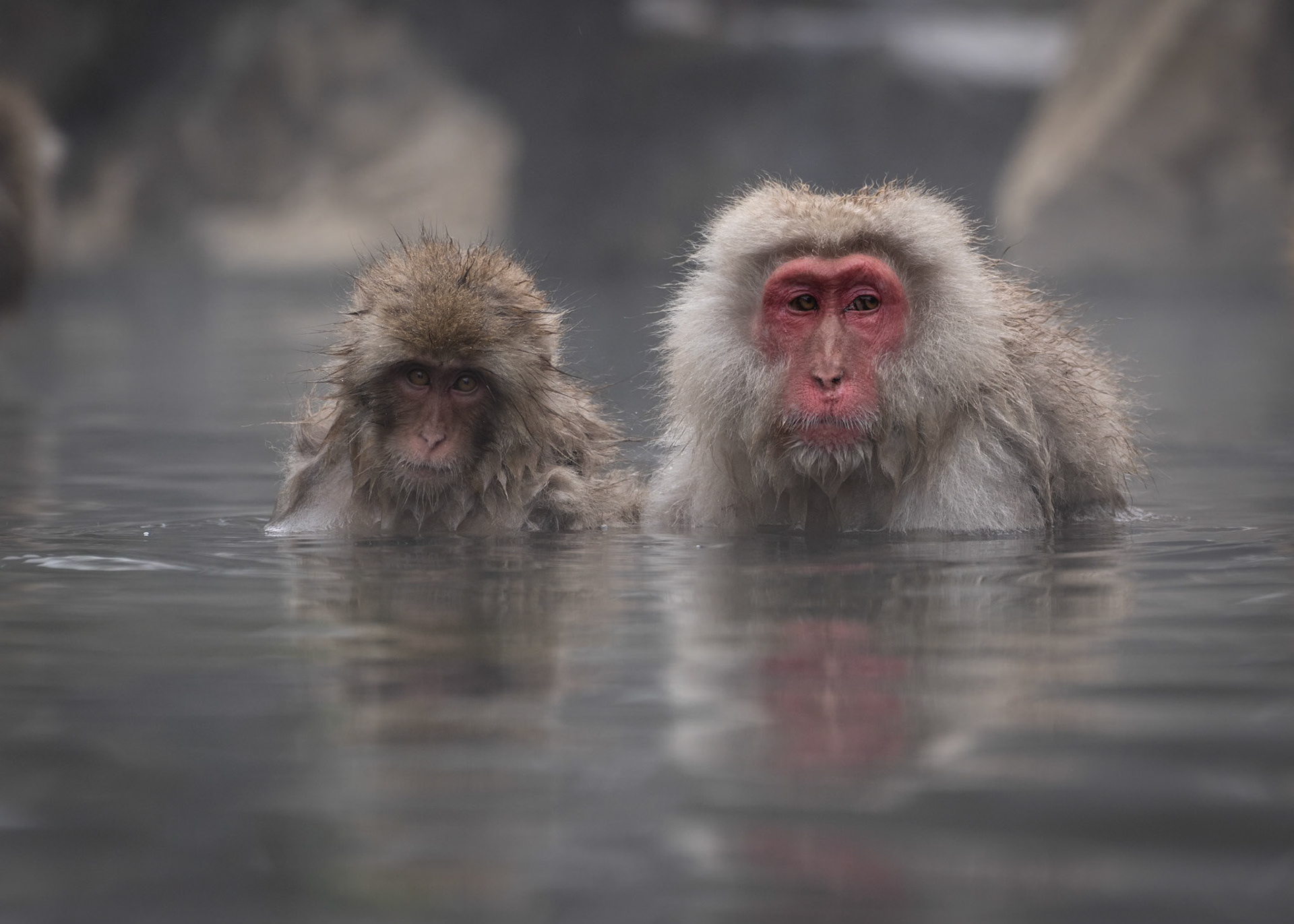 Mr &amp; Mrs Snow Monkey