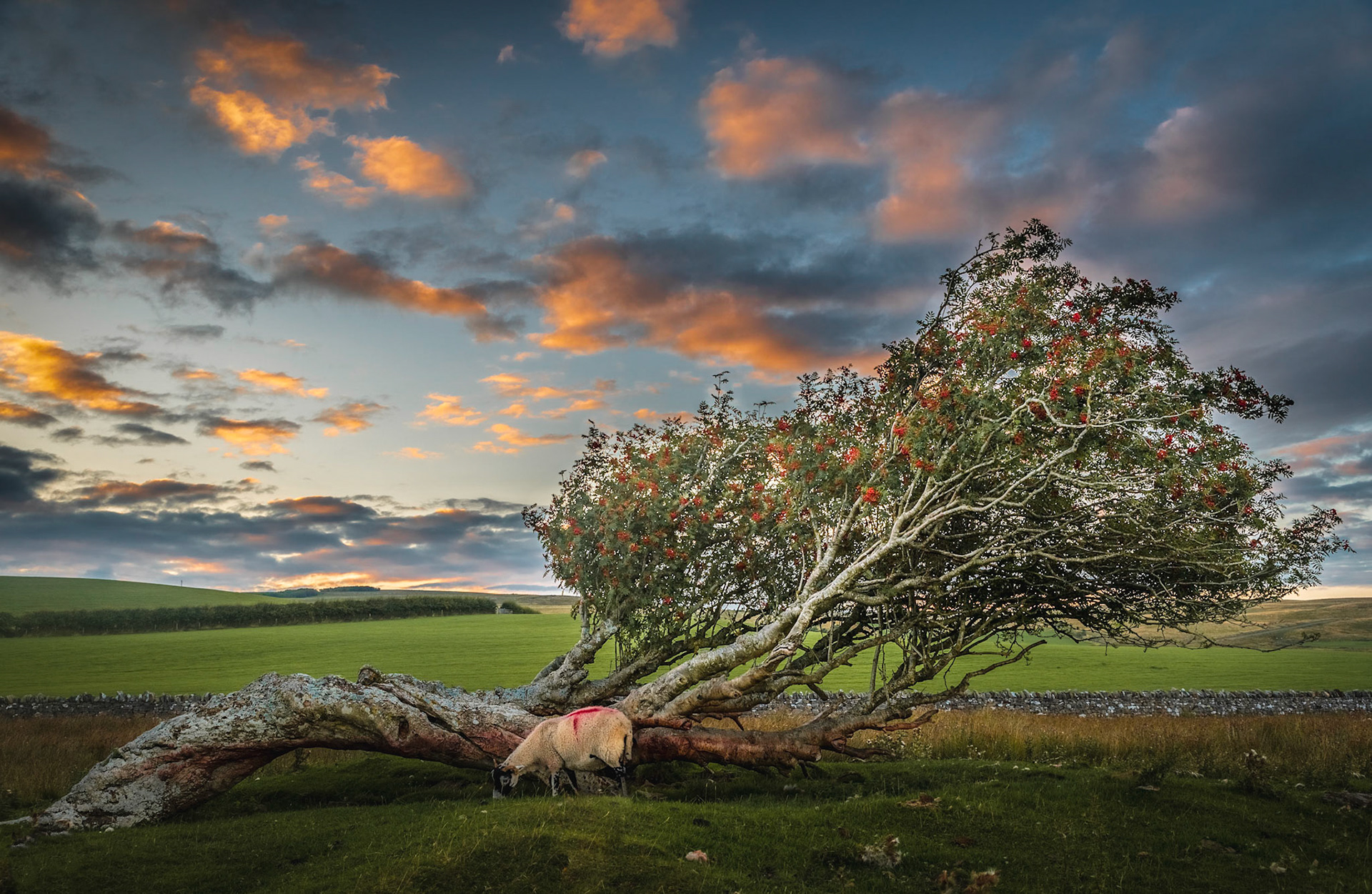 Interesting tree on Caldbeck Common in the Lake District