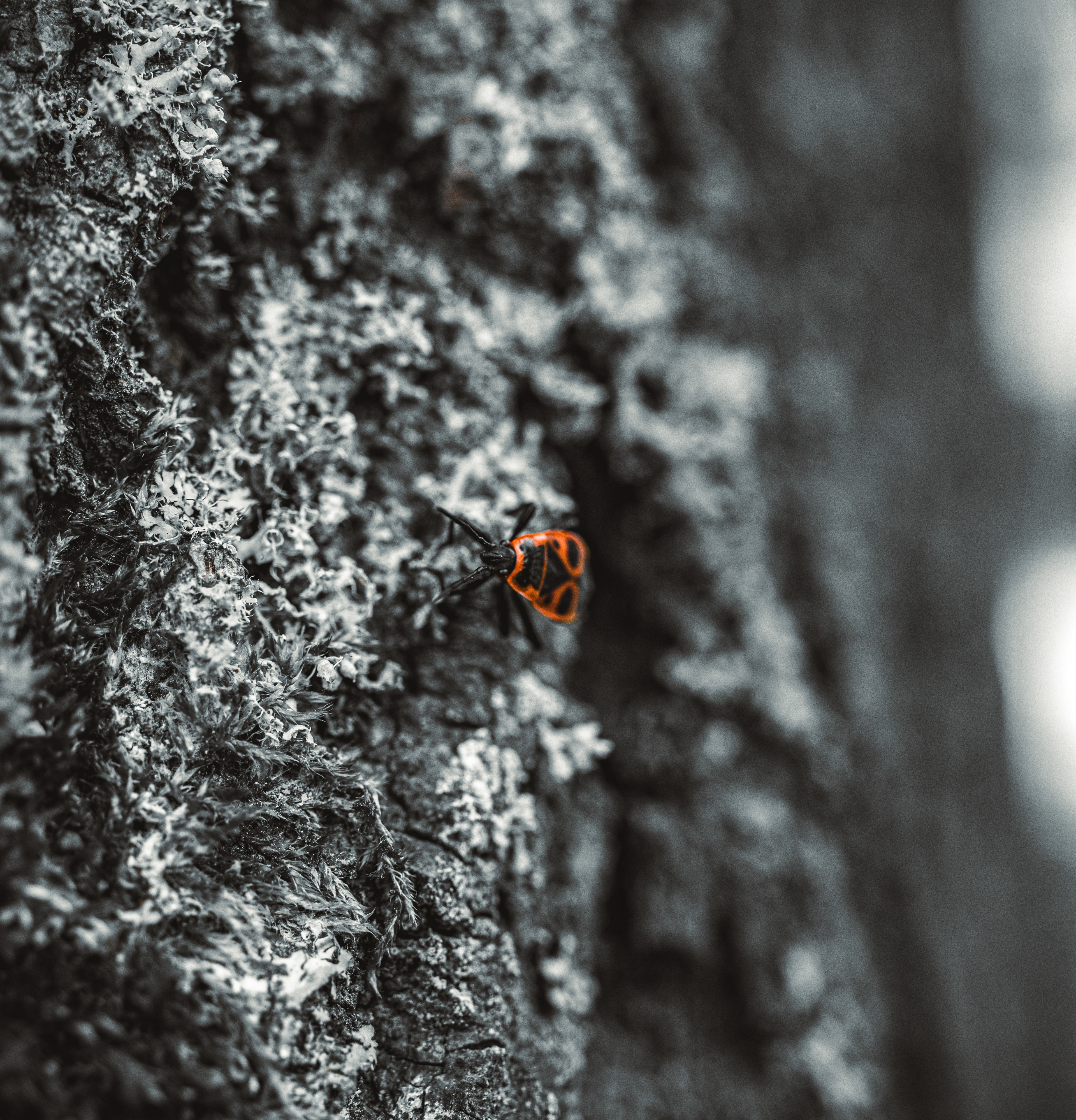 © Marion CALERO