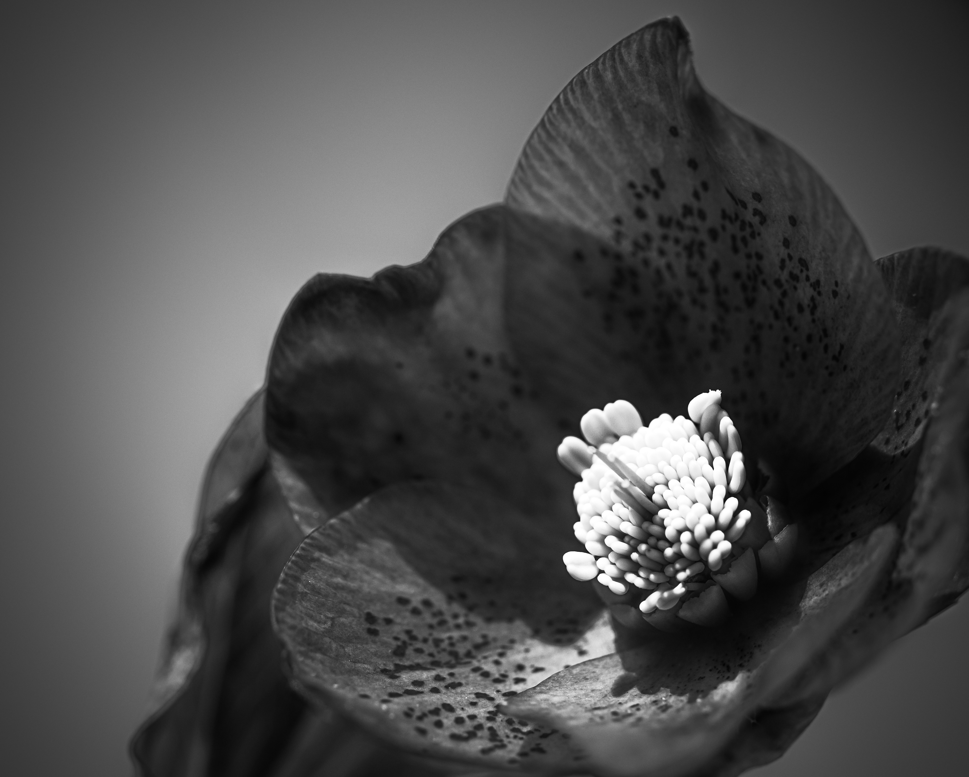 © Marion CALERO