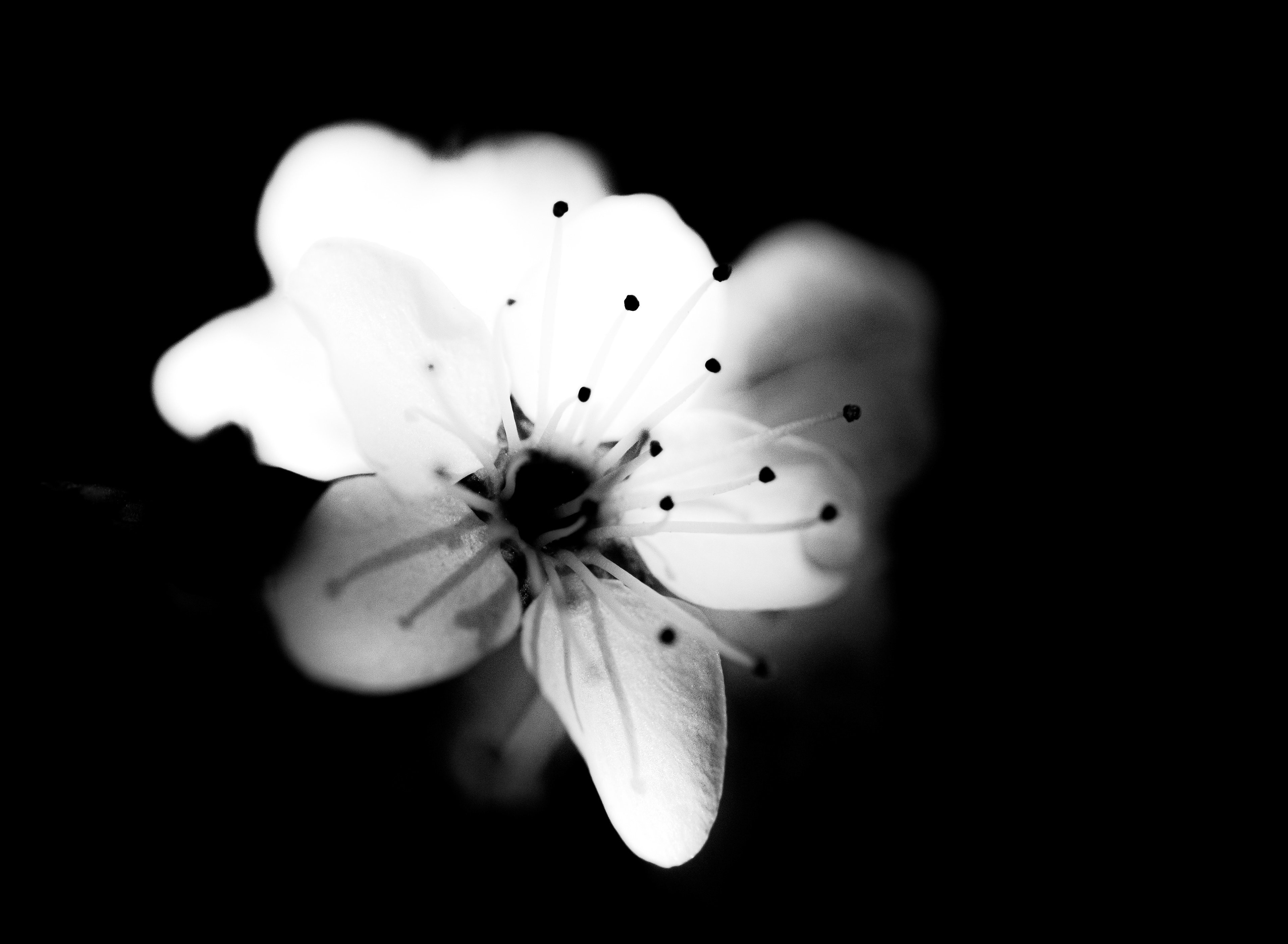 © Marion CALERO