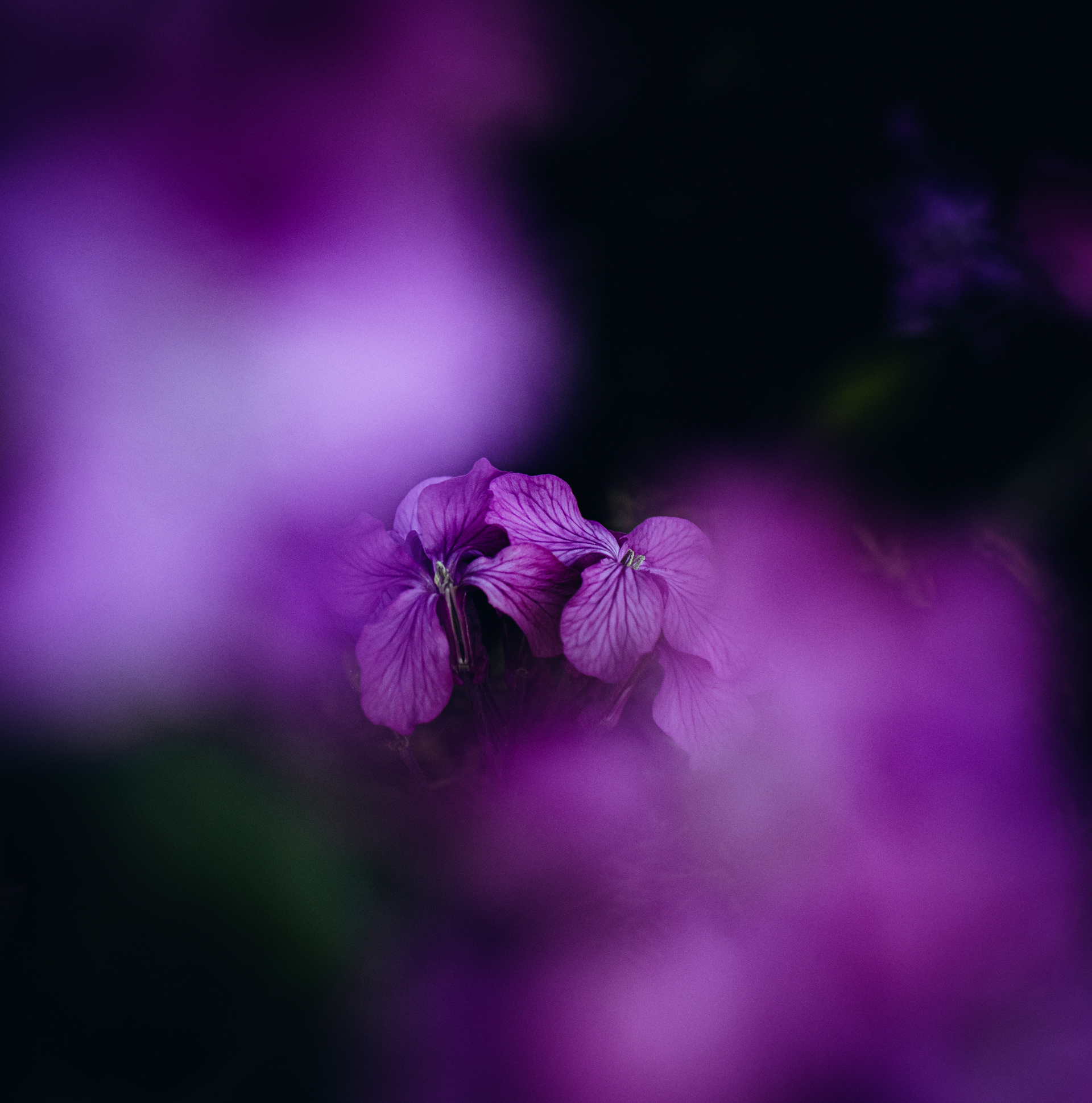 © Marion CALERO