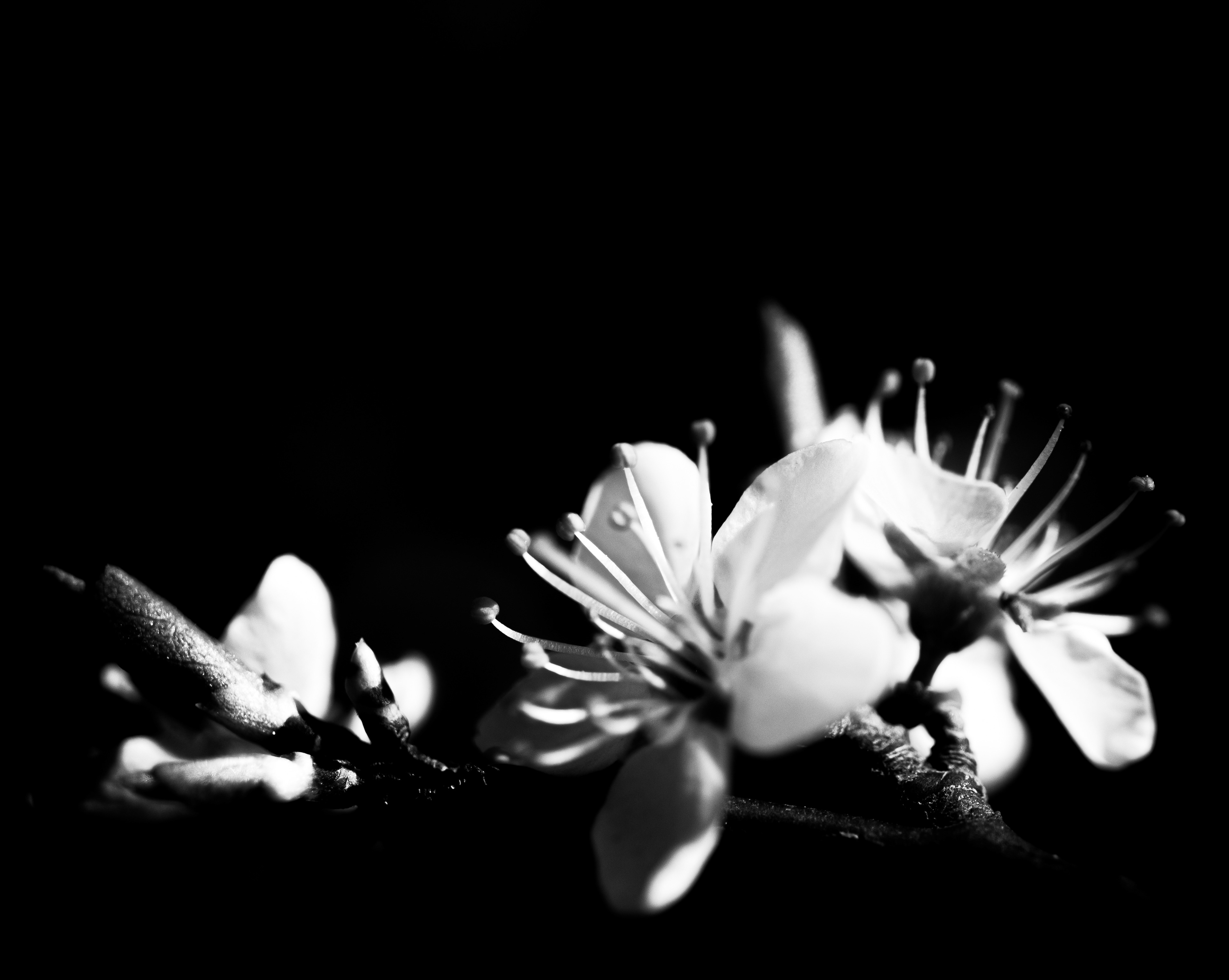 © Marion CALERO