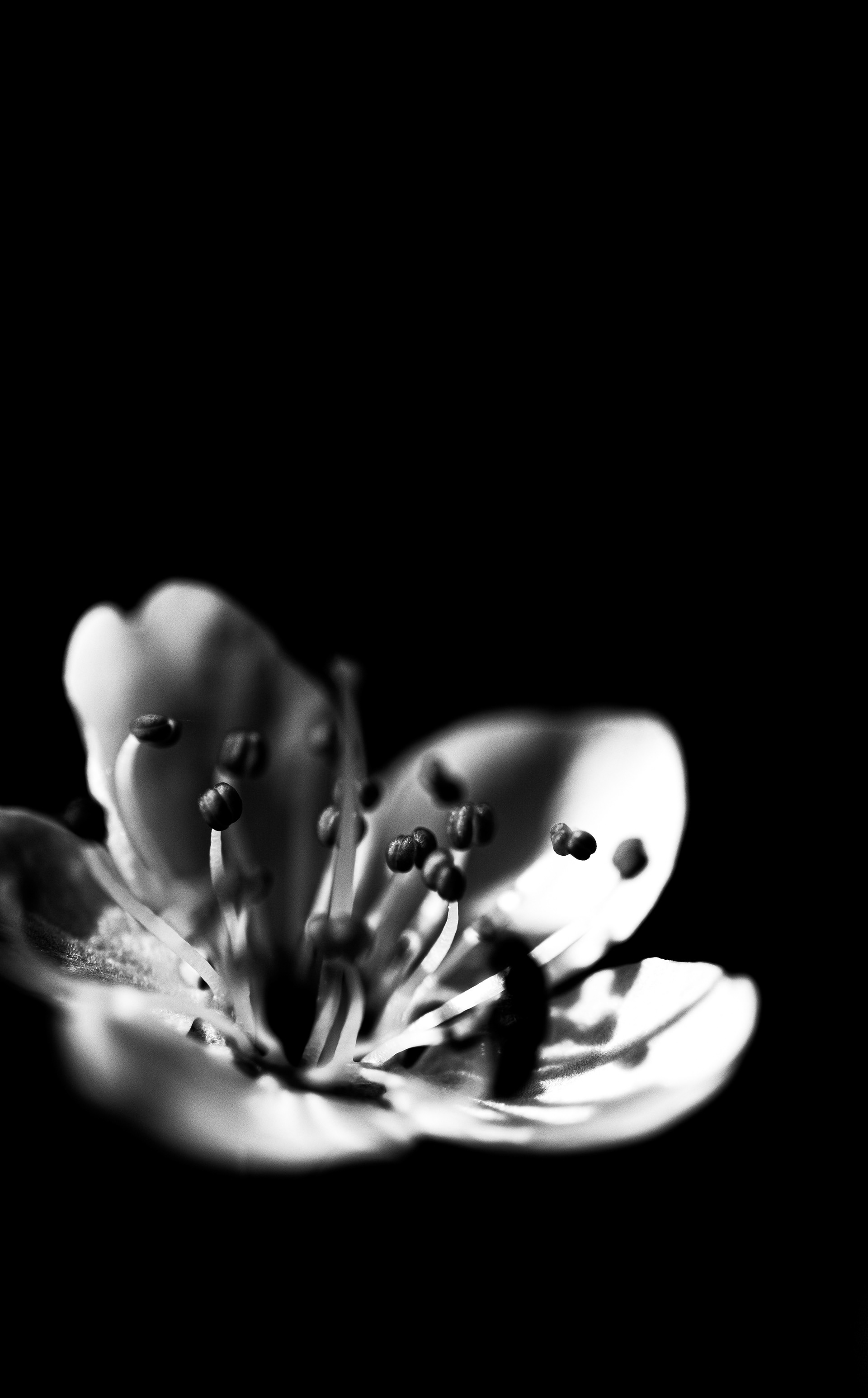 © Marion CALERO