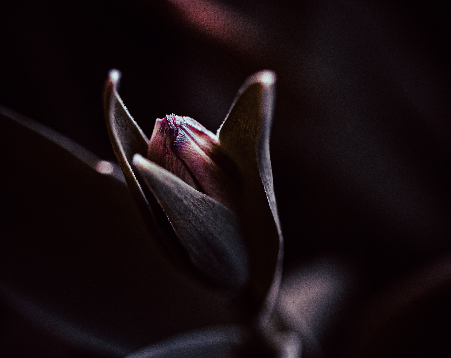© Marion CALERO