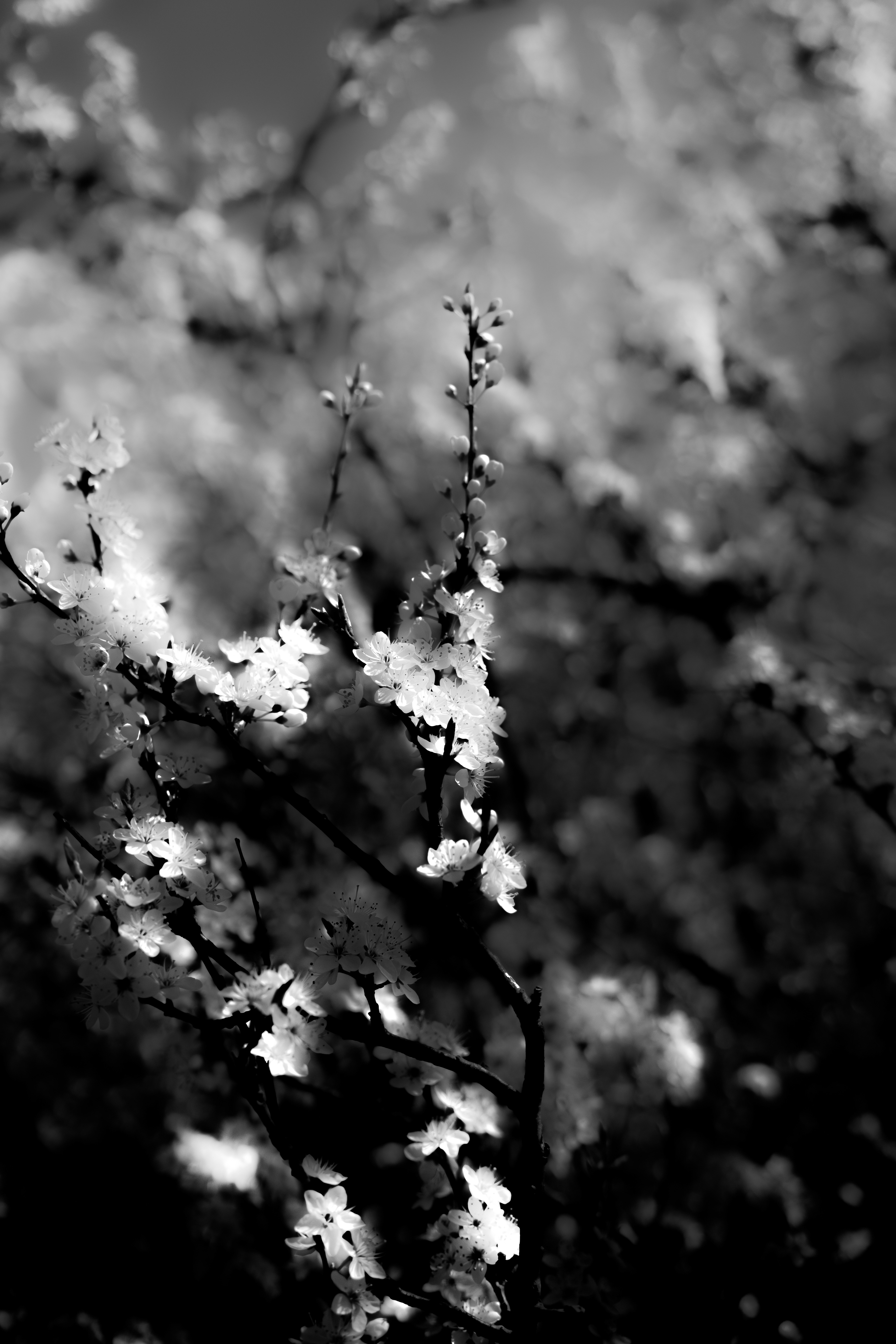 © Marion CALERO