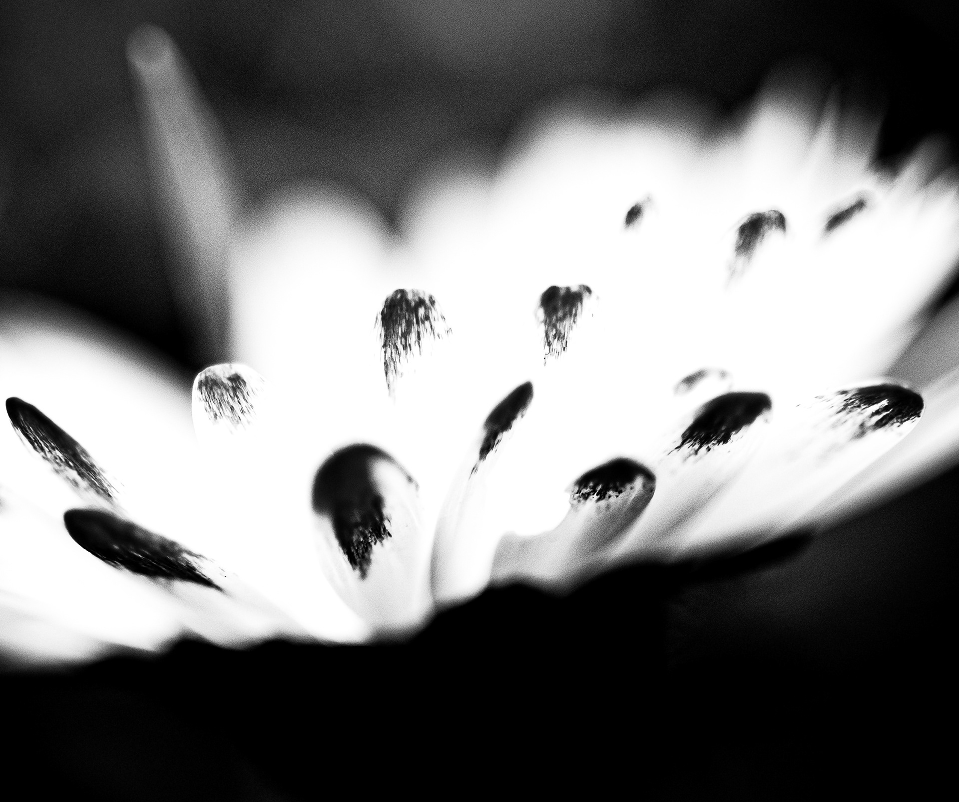 © Marion CALERO