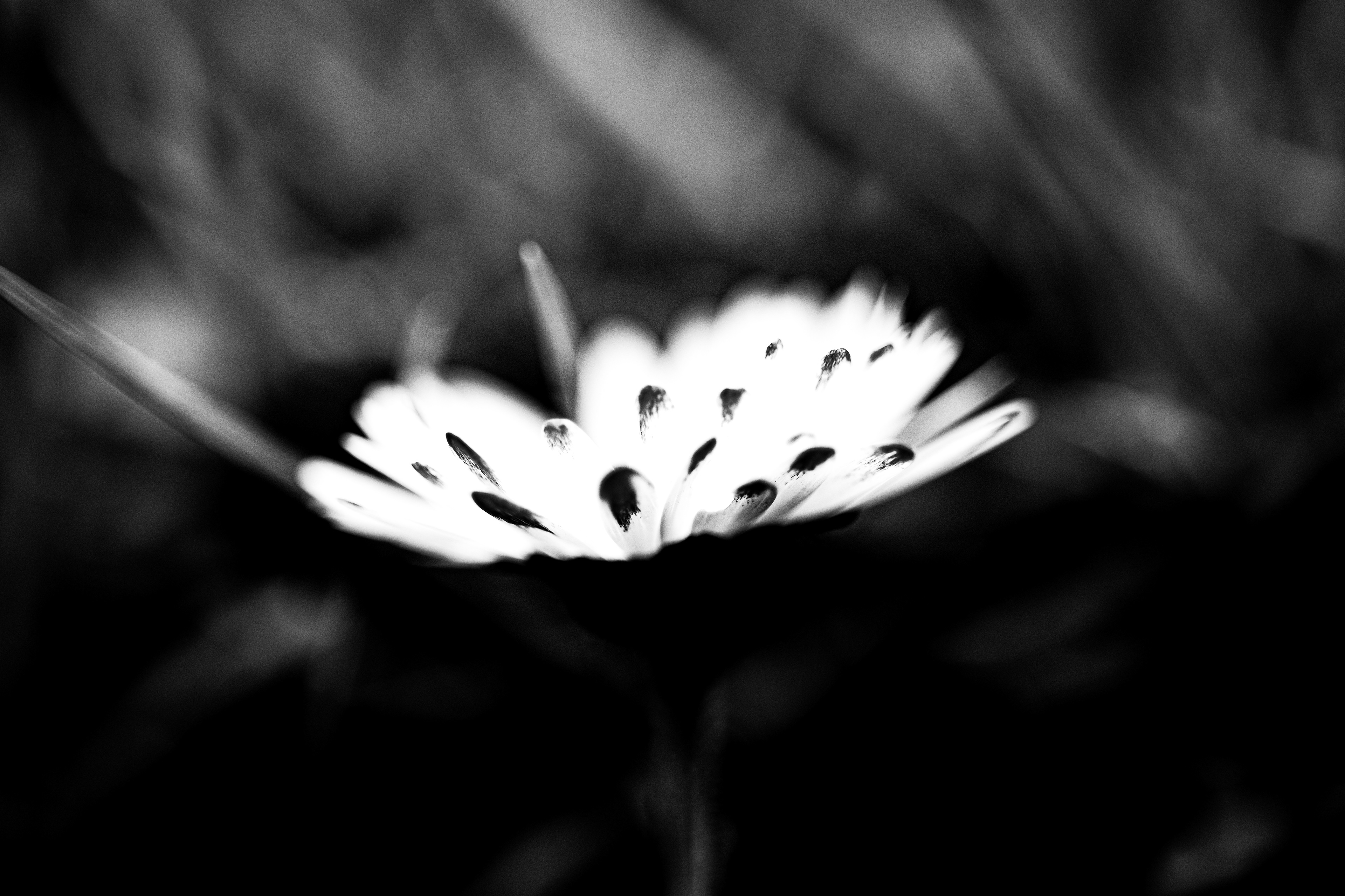 © Marion CALERO