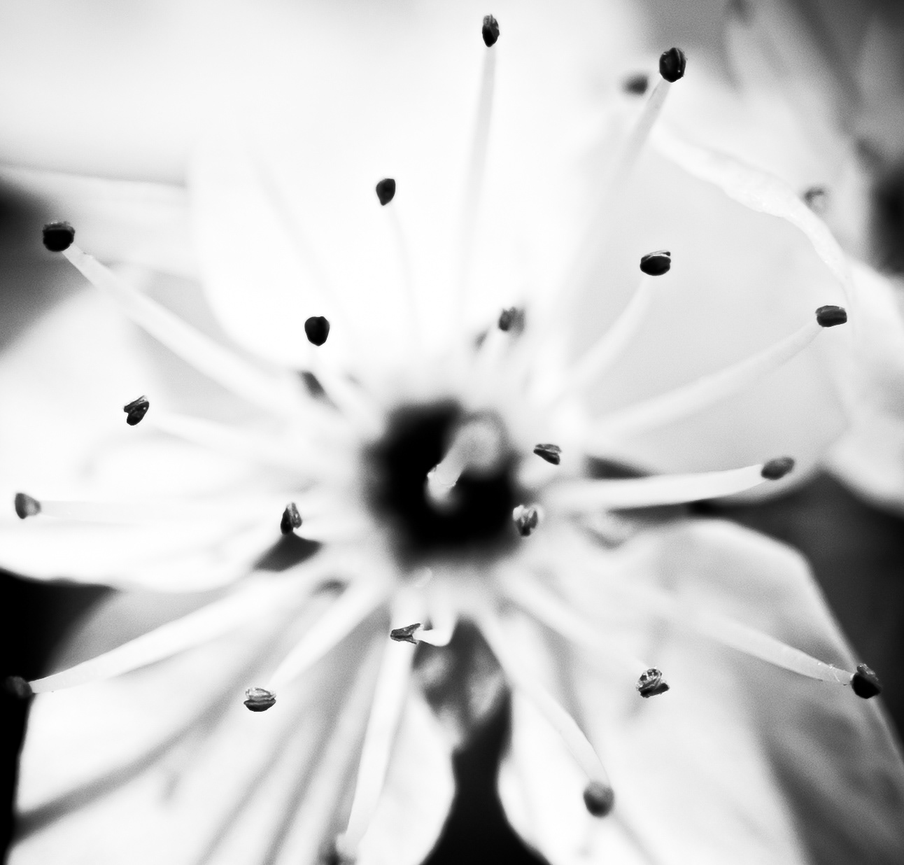 © Marion CALERO
