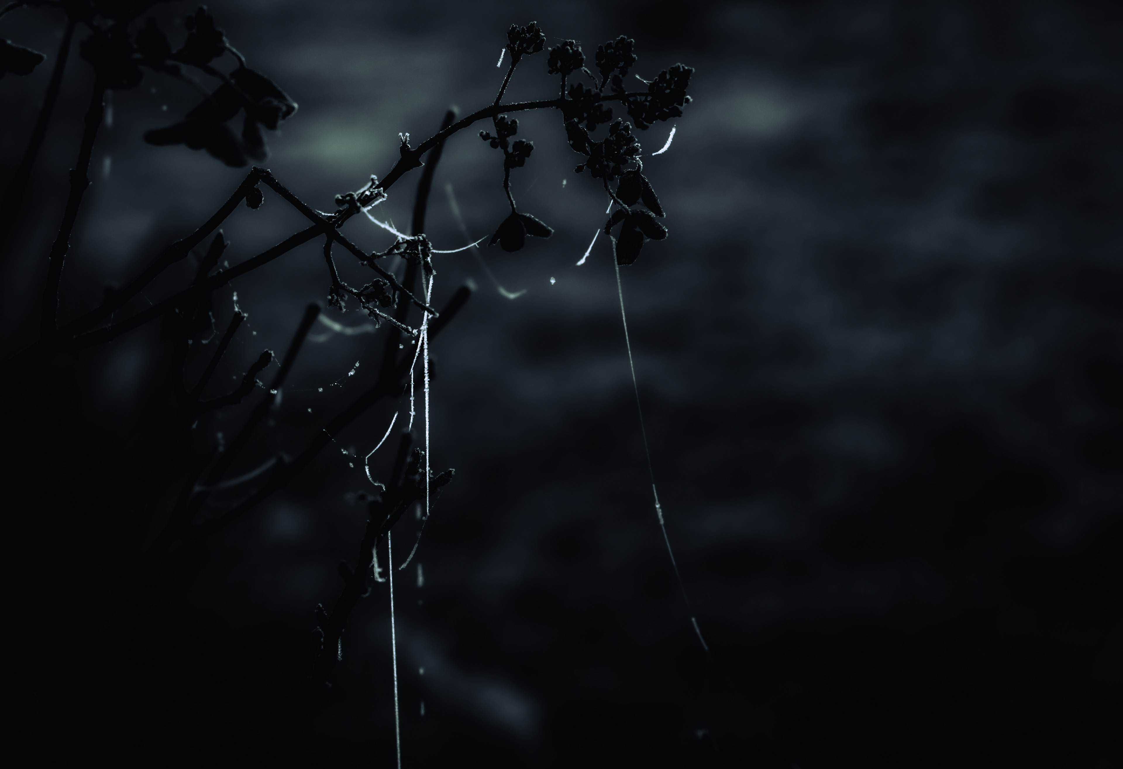 © Marion CALERO