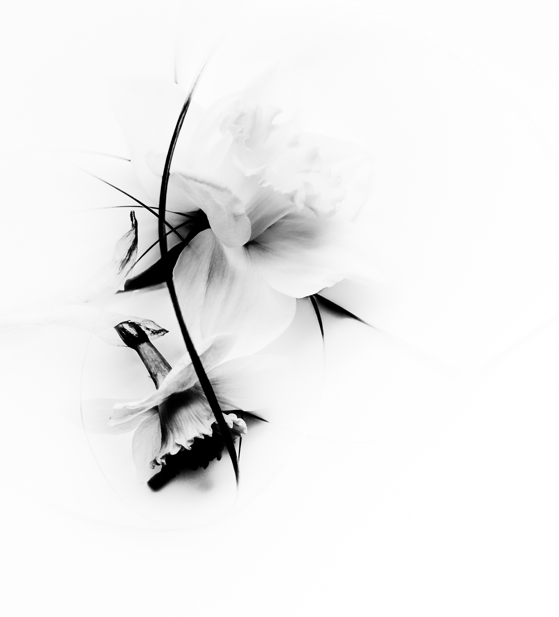 © Marion CALERO