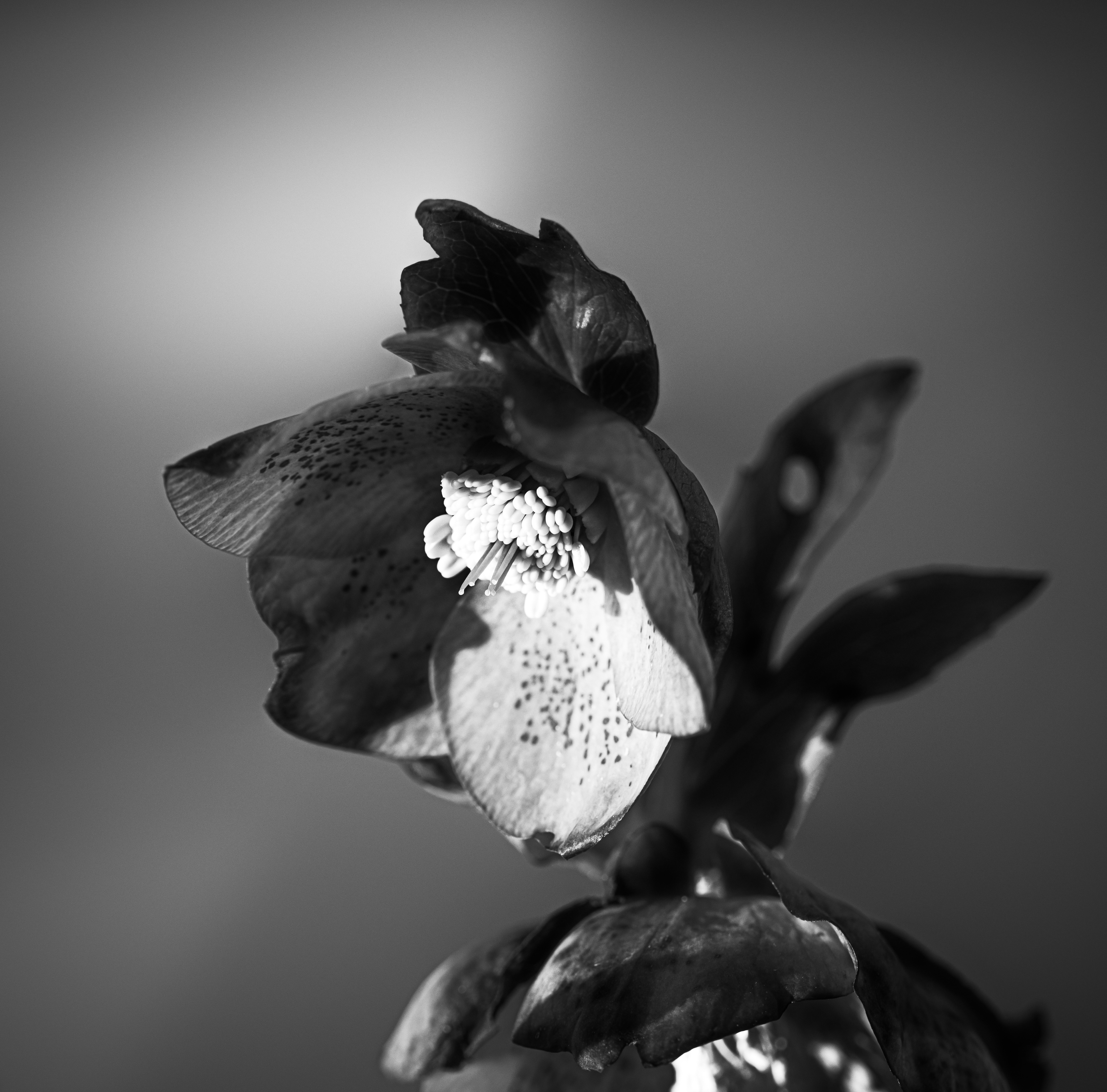 © Marion CALERO