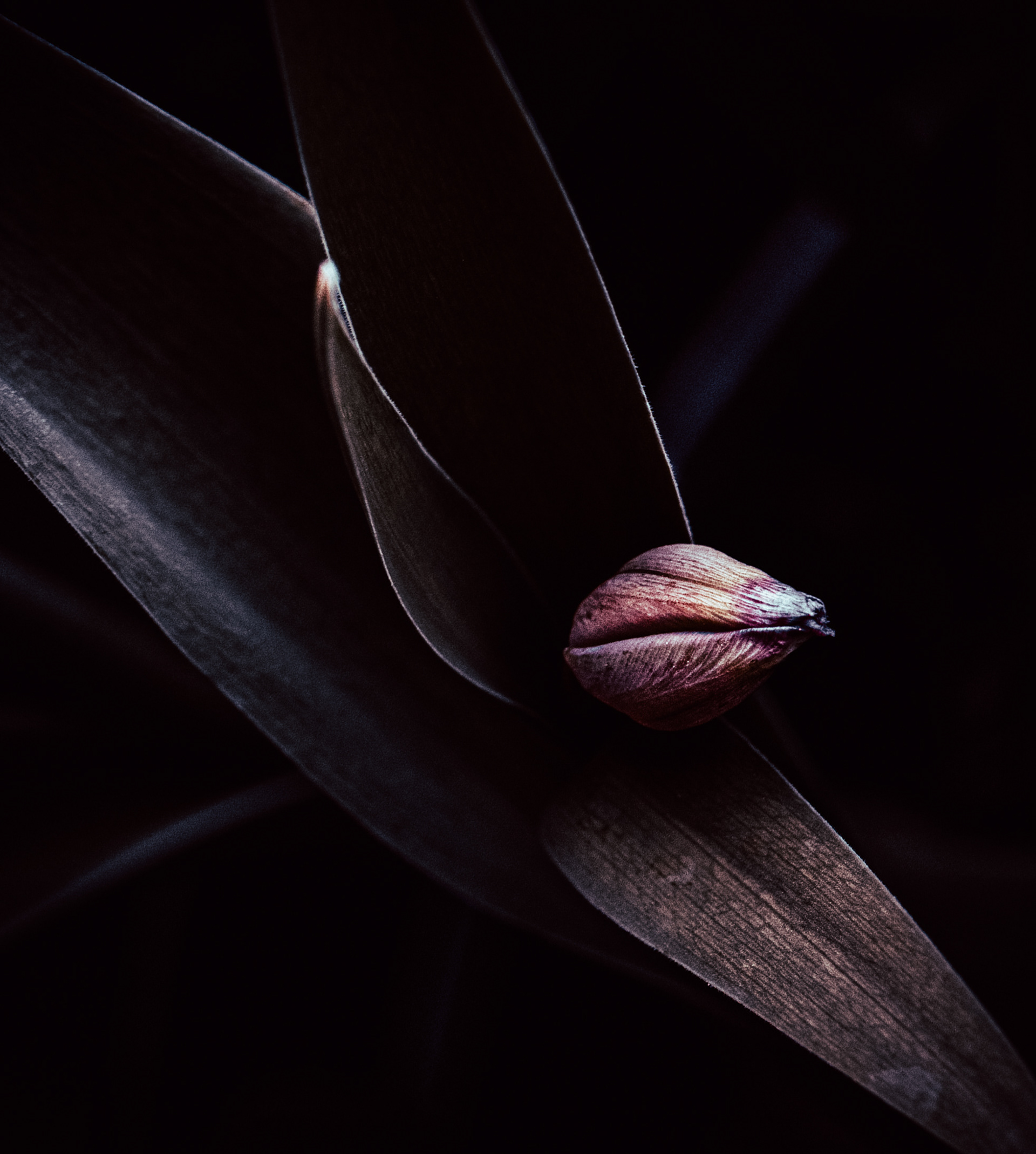 © Marion CALERO