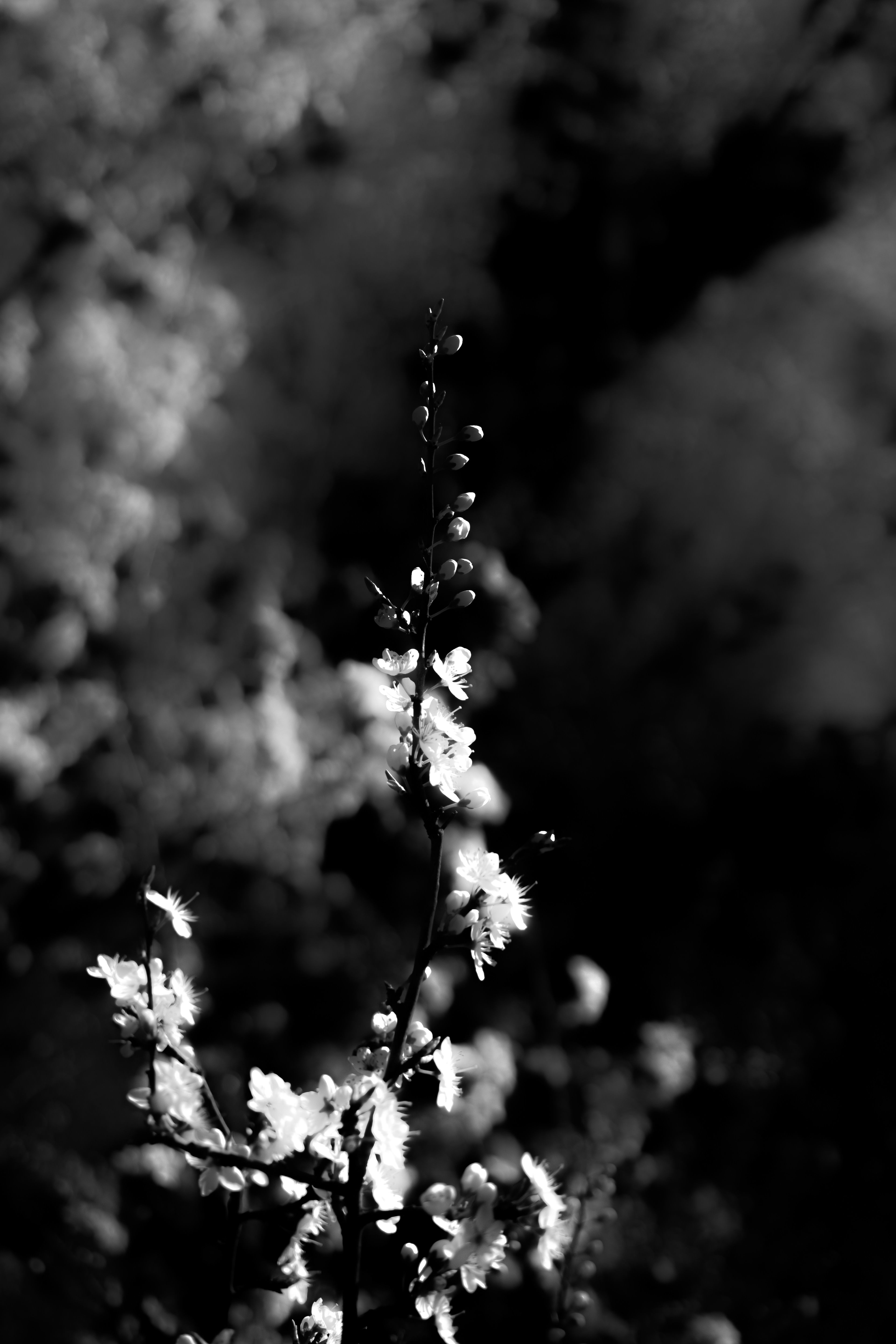 © Marion CALERO