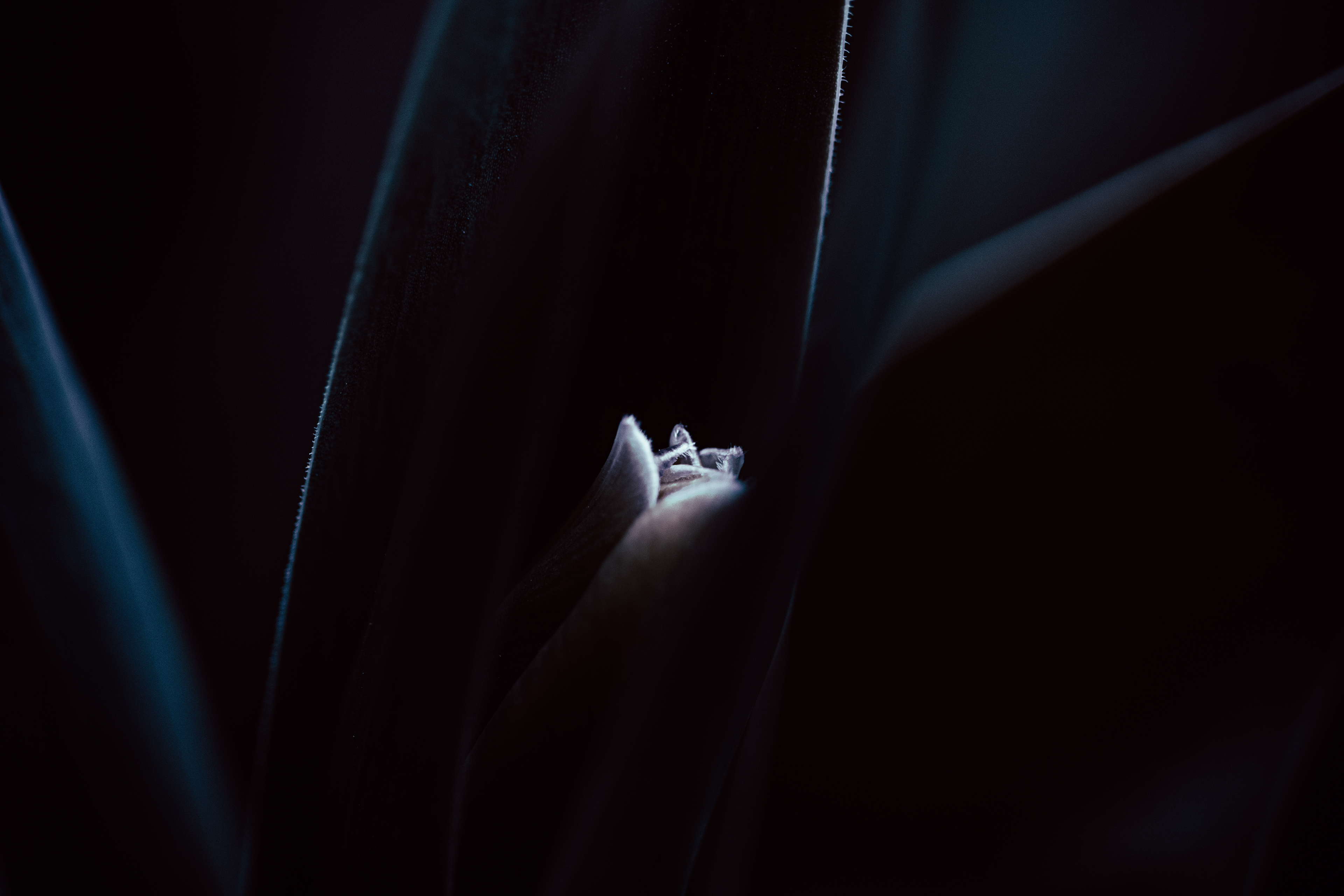© Marion CALERO