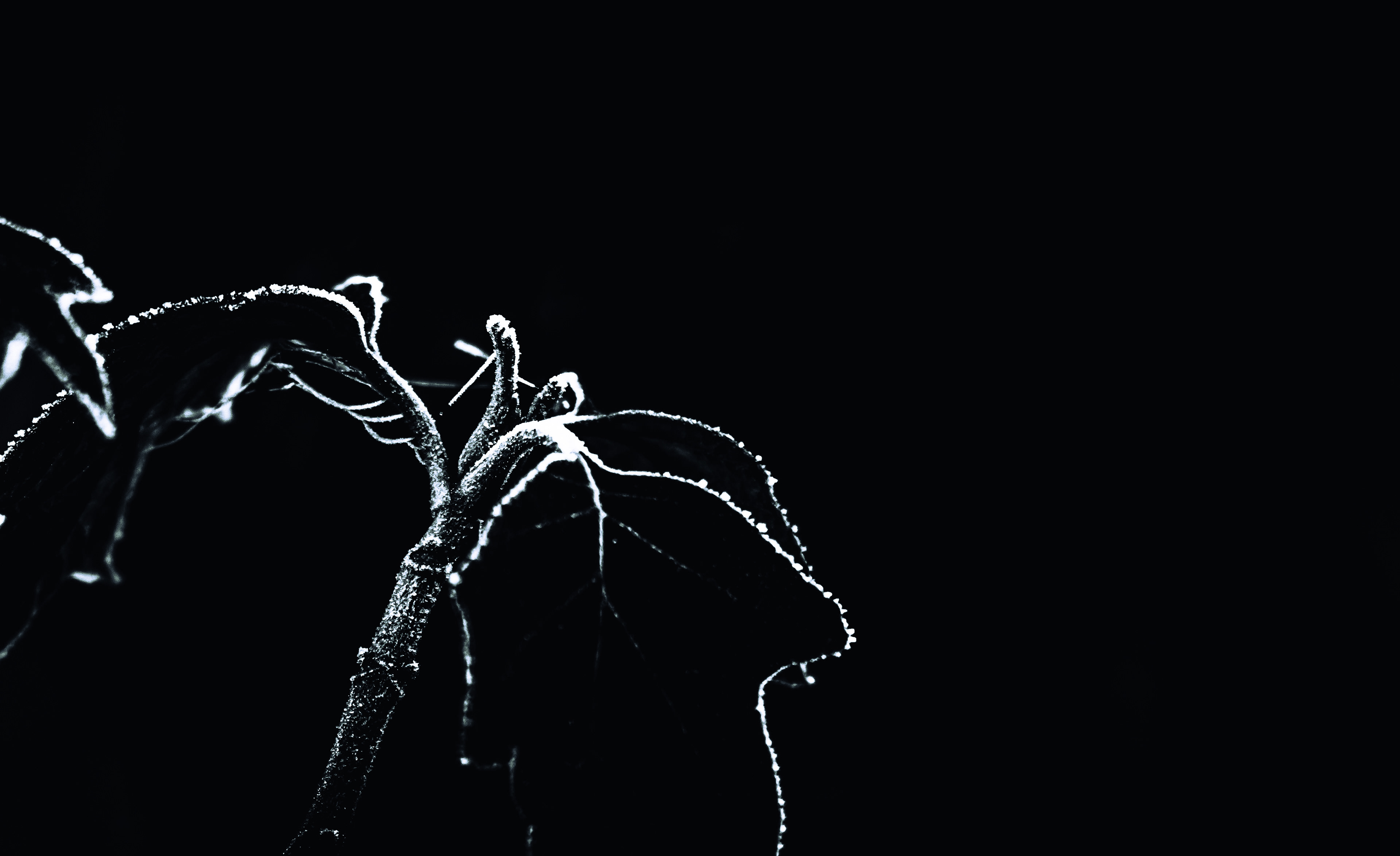 © Marion CALERO
