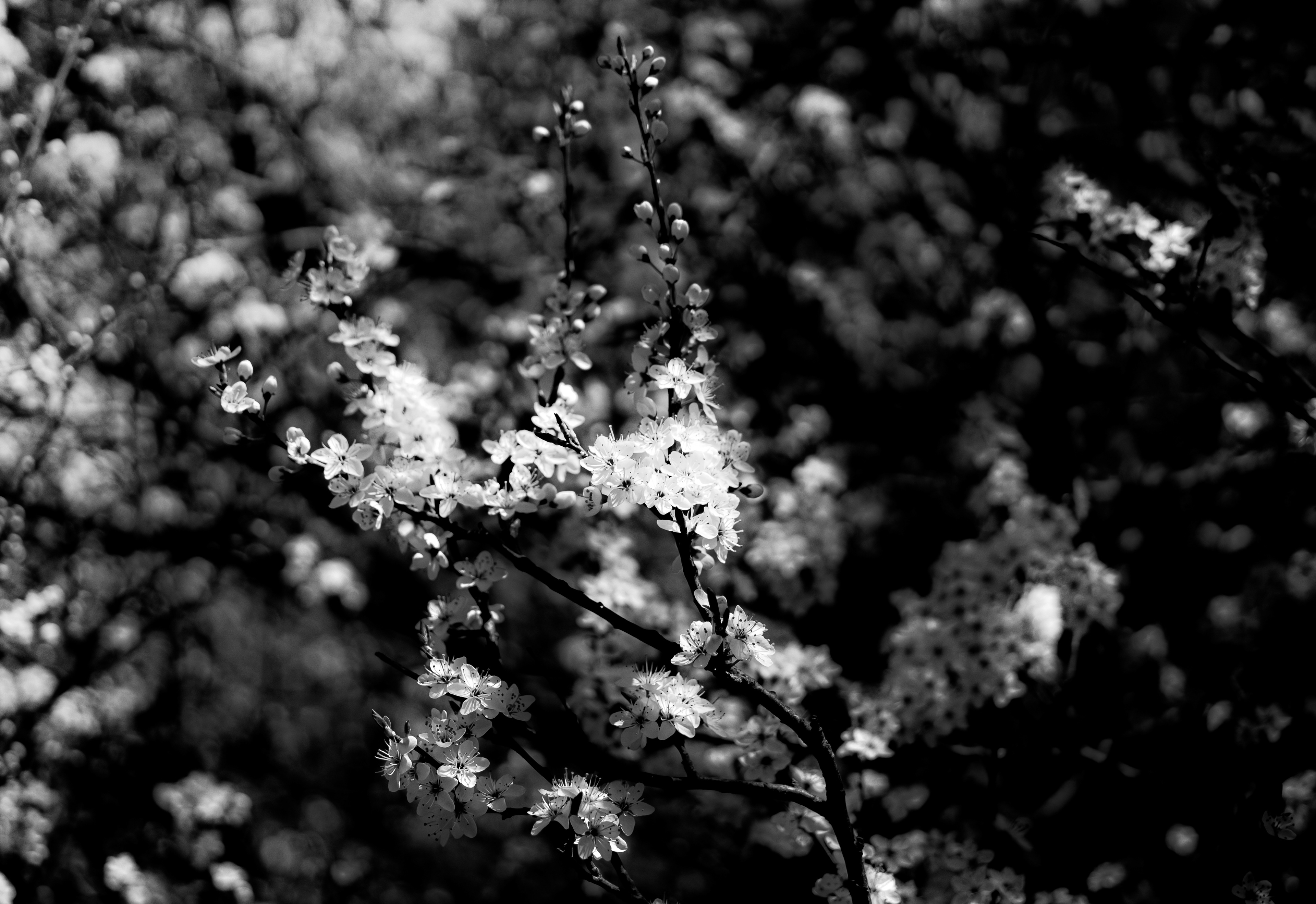© Marion CALERO