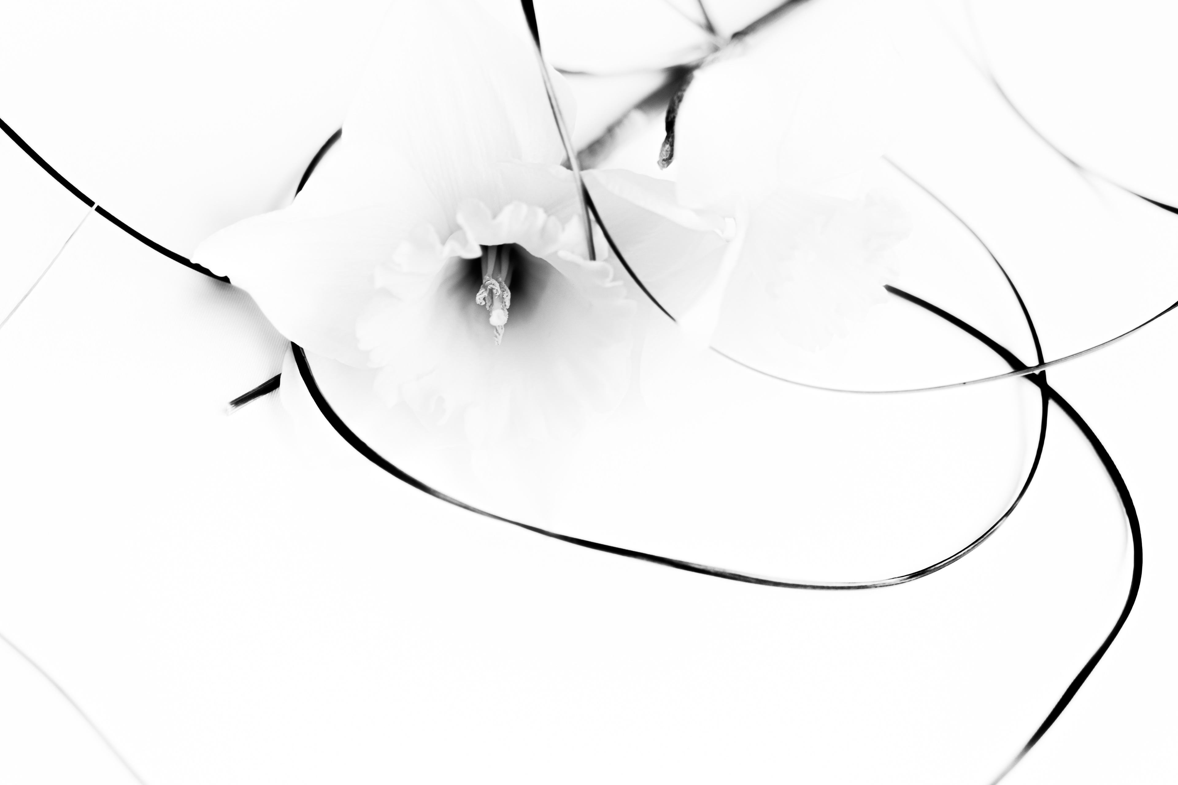 © Marion CALERO