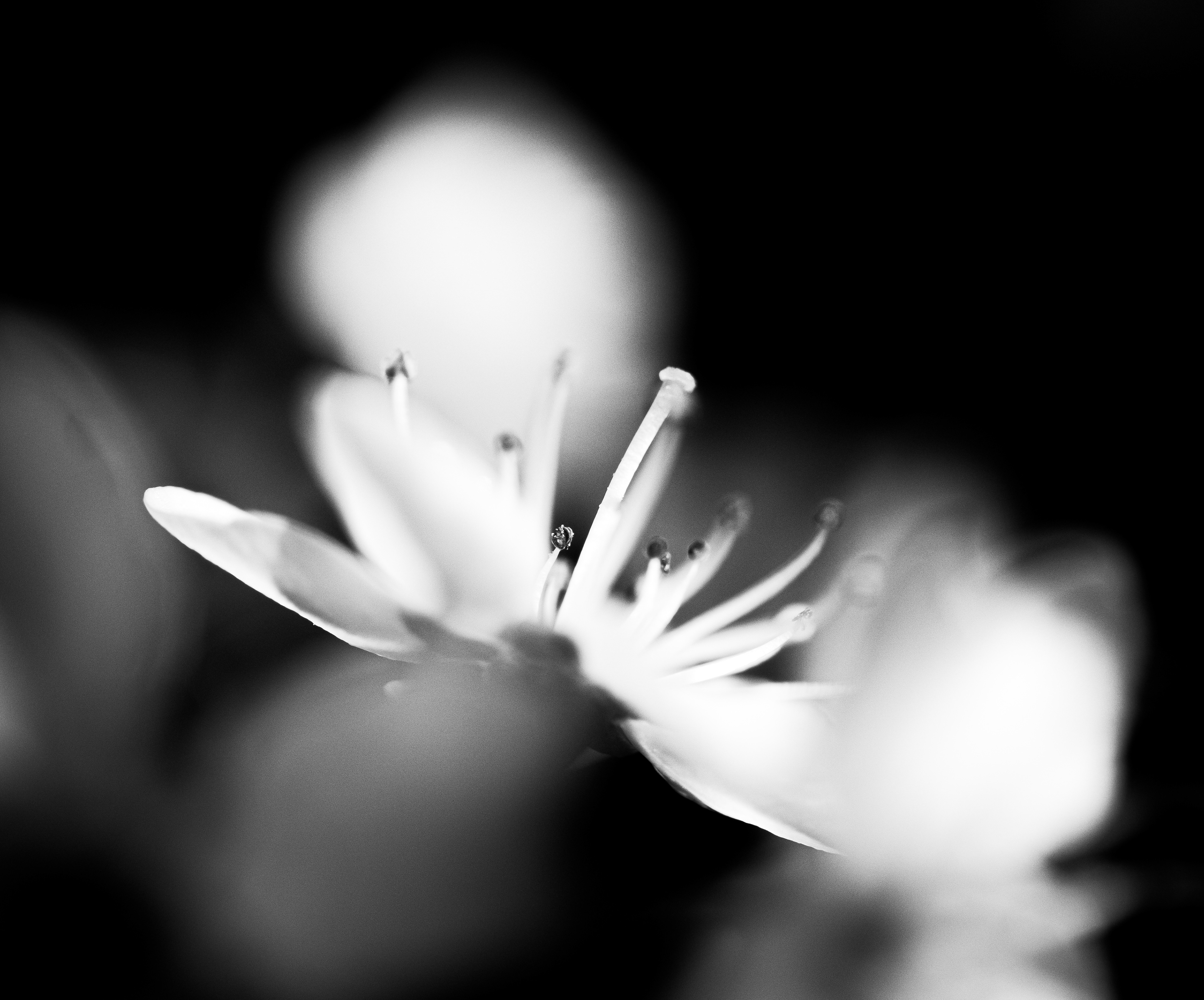 © Marion CALERO