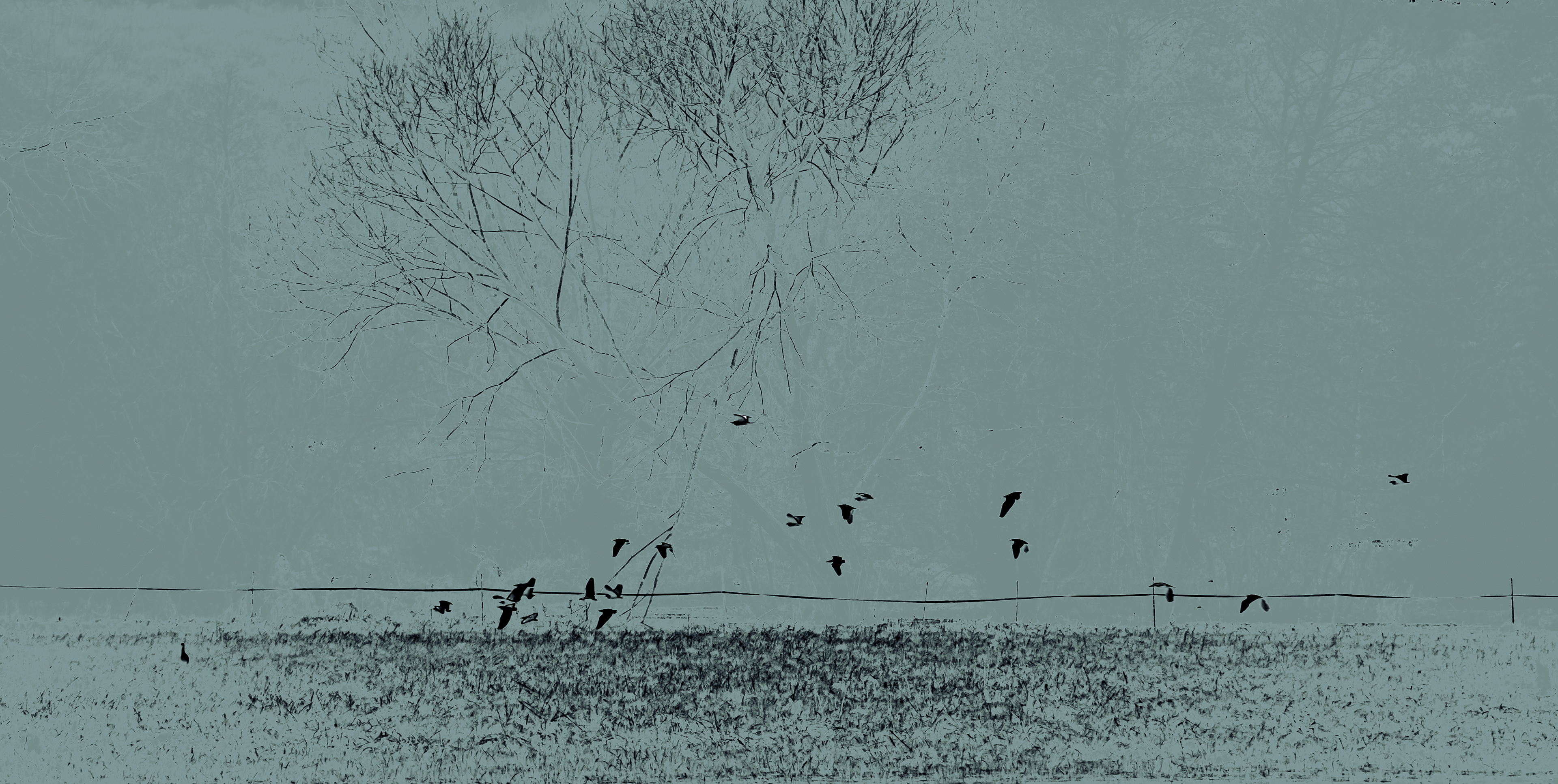 © Marion CALERO