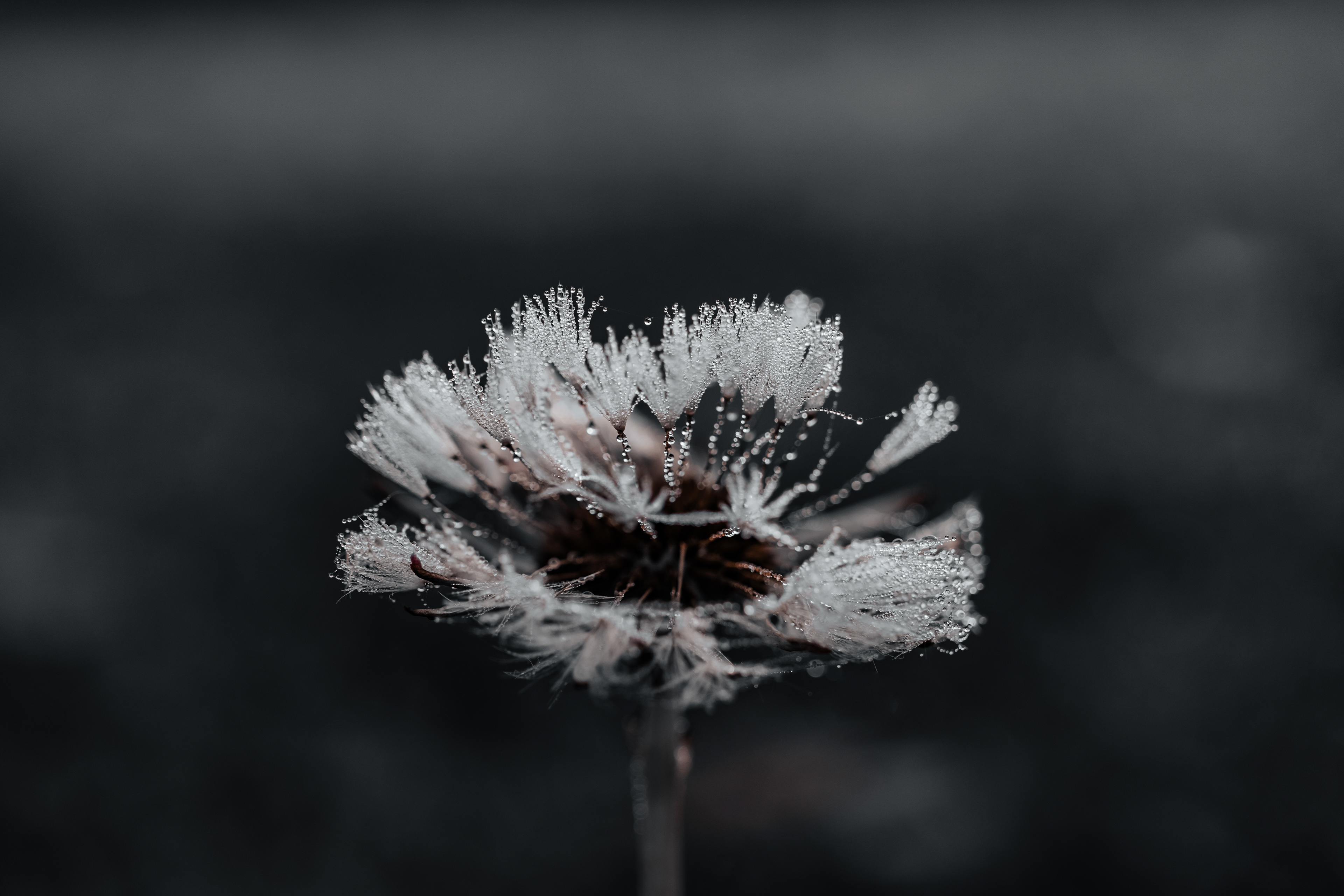 © Marion CALERO