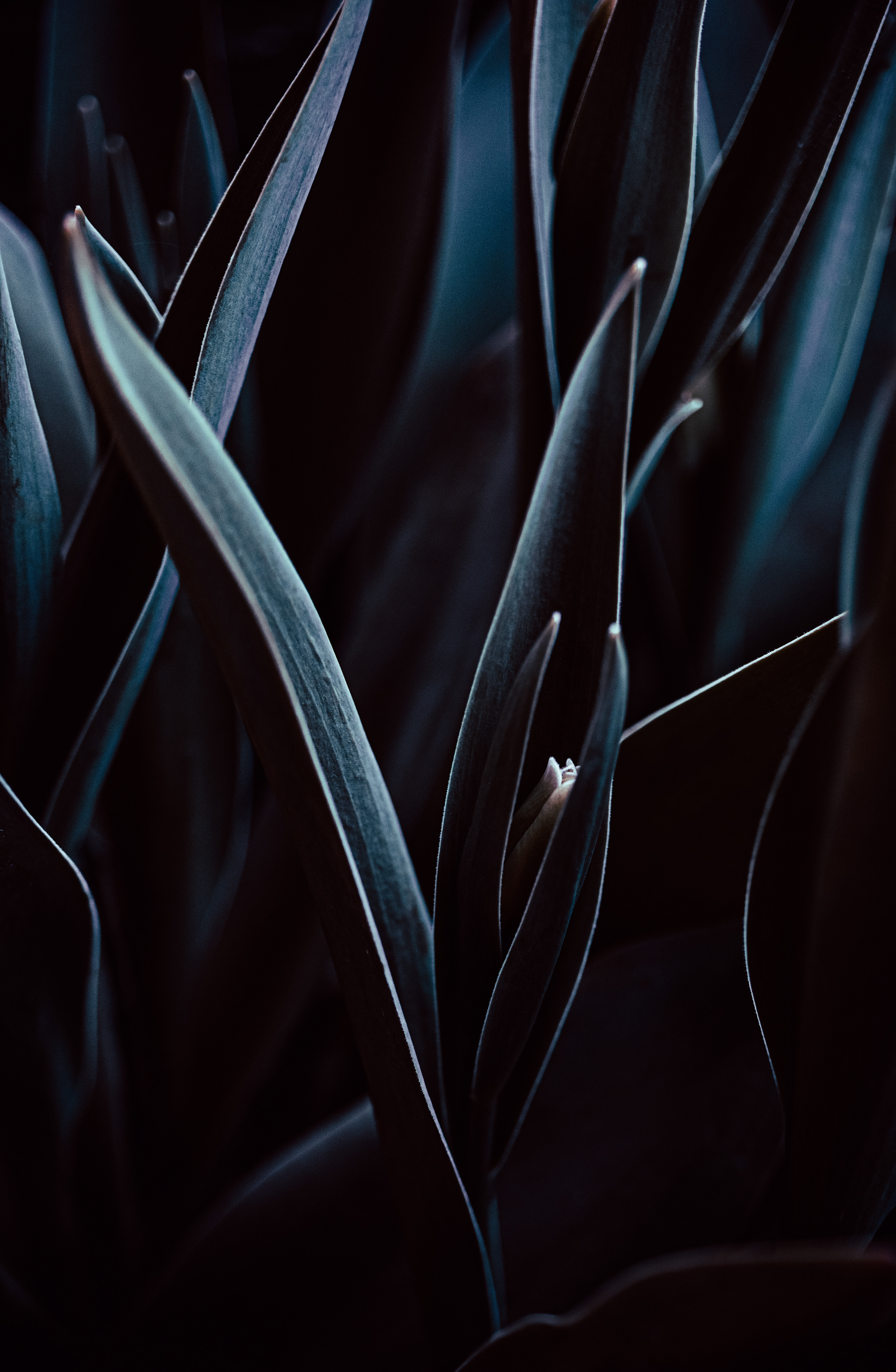 © Marion CALERO