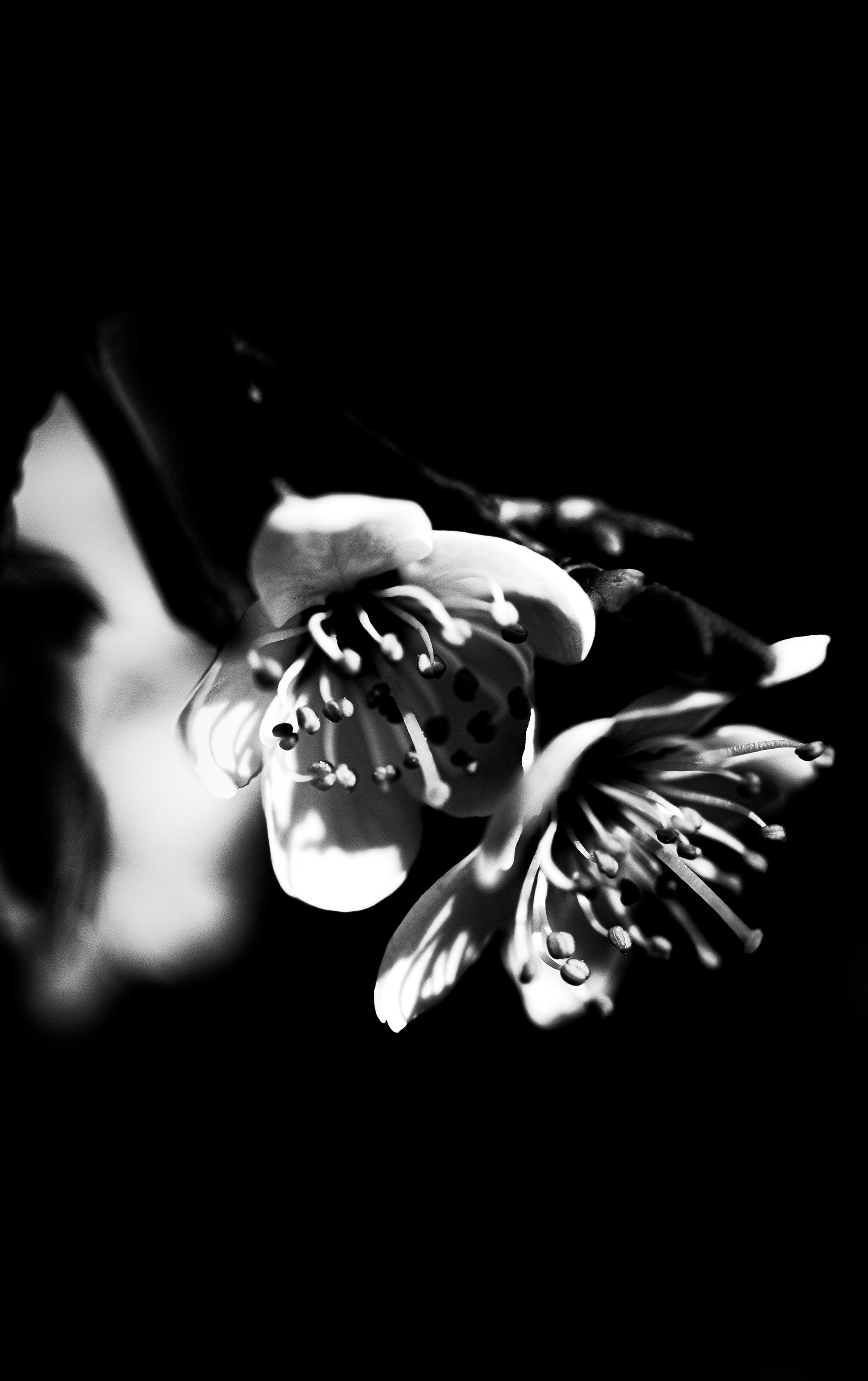© Marion CALERO