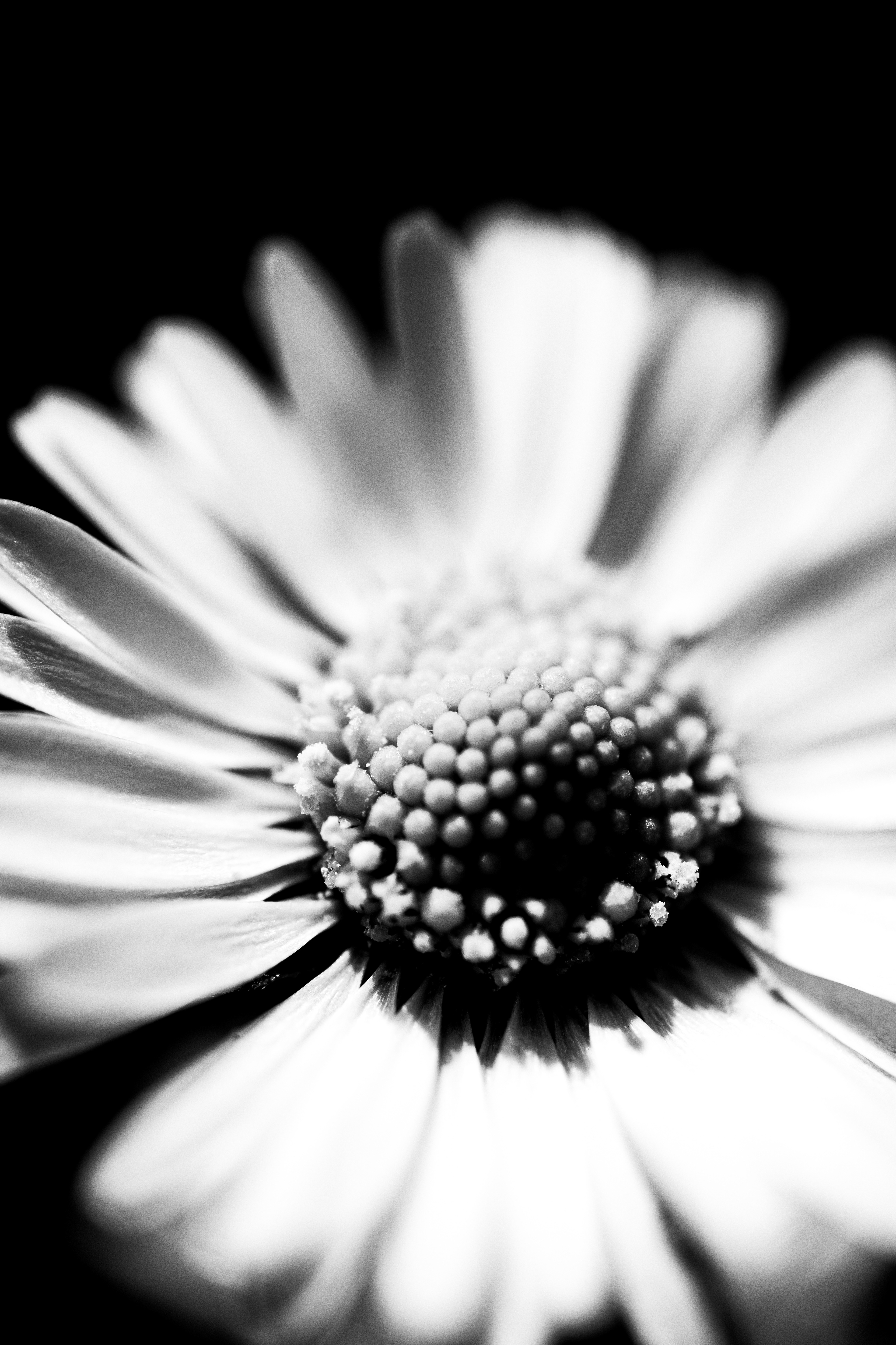 © Marion CALERO