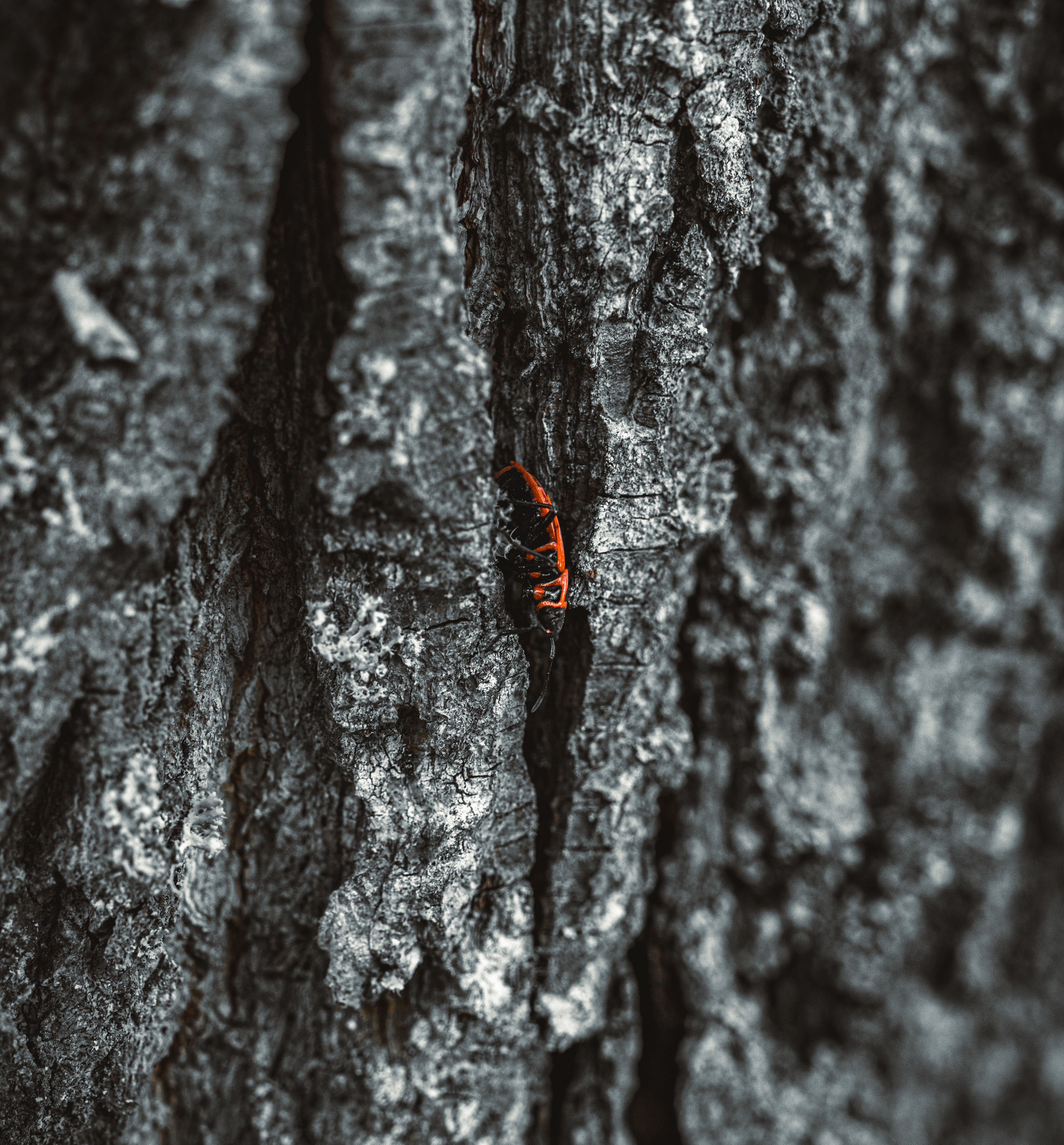 © Marion CALERO