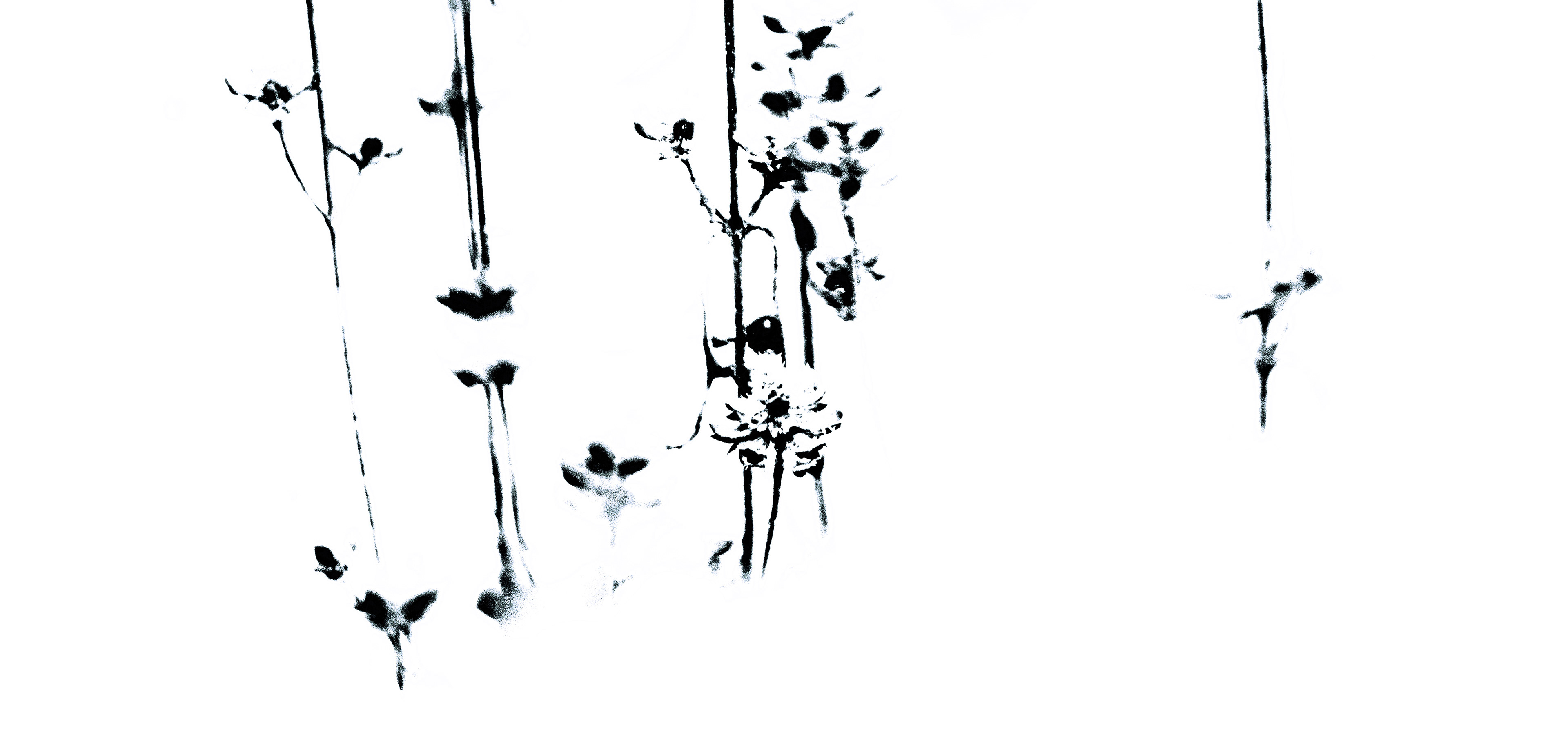 © Marion CALERO