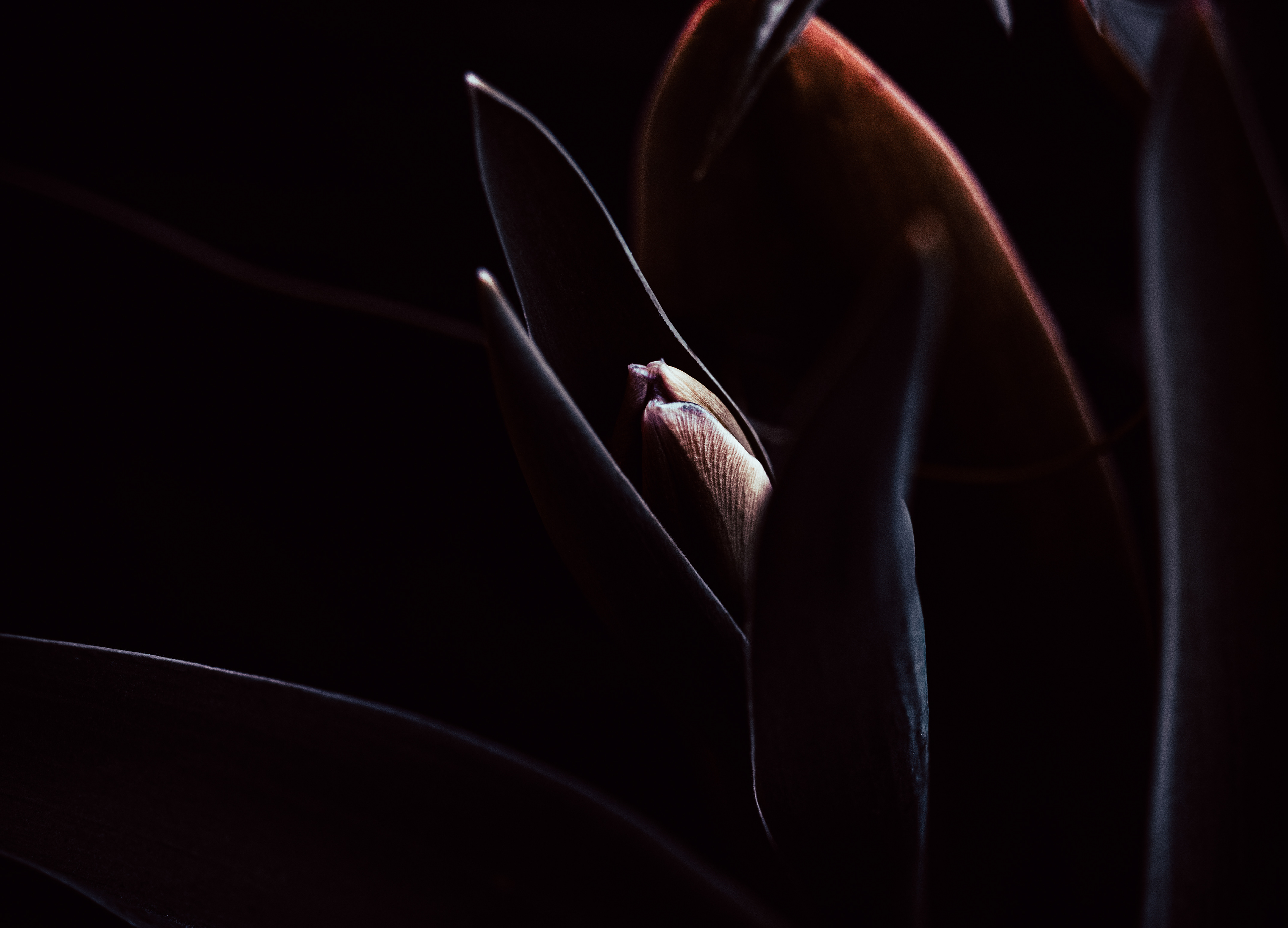 © Marion CALERO