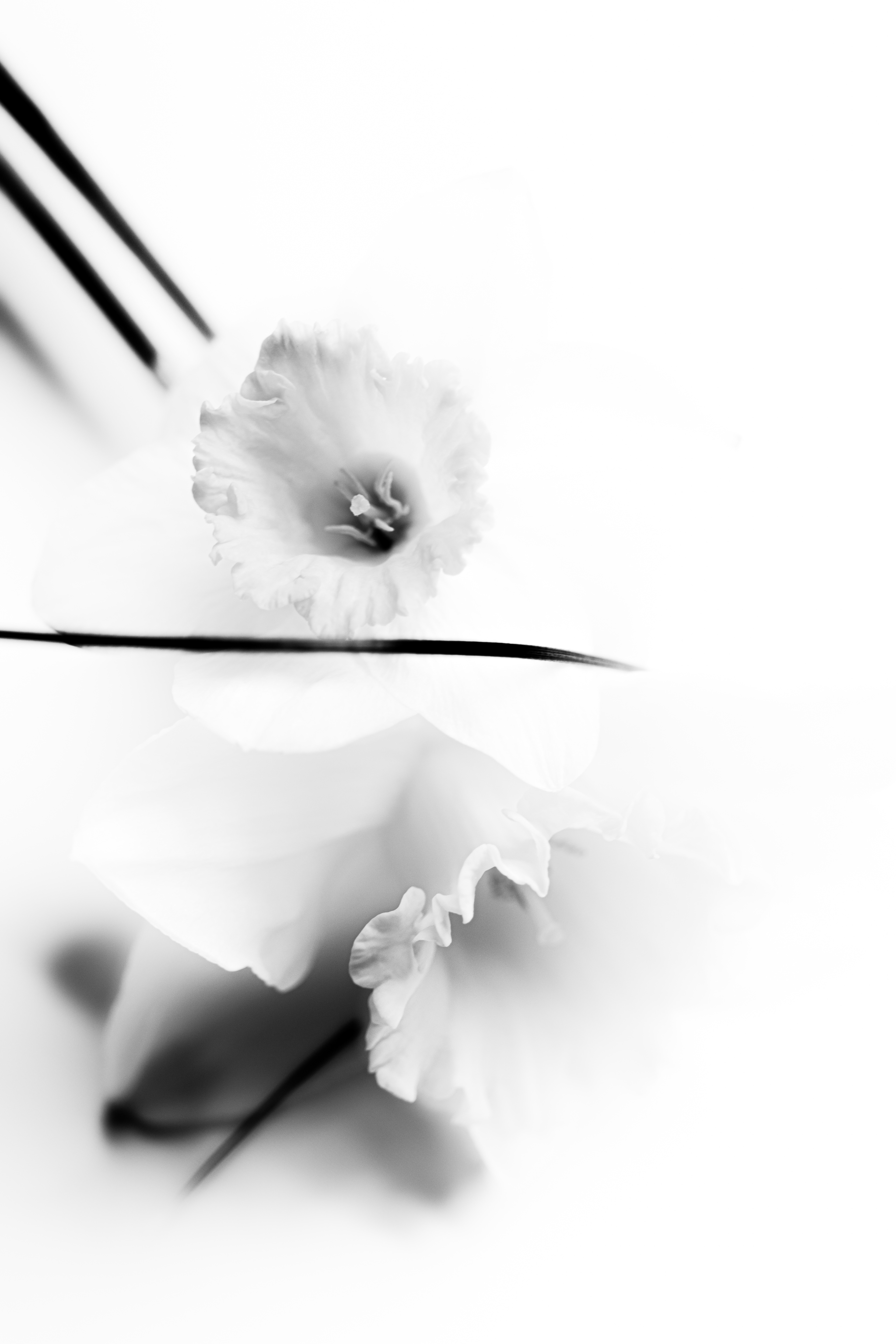 © Marion CALERO